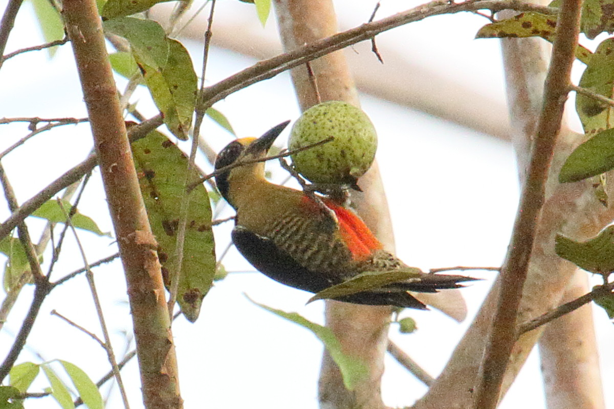 pic_masque_-_melanerpes_chrysochen3md