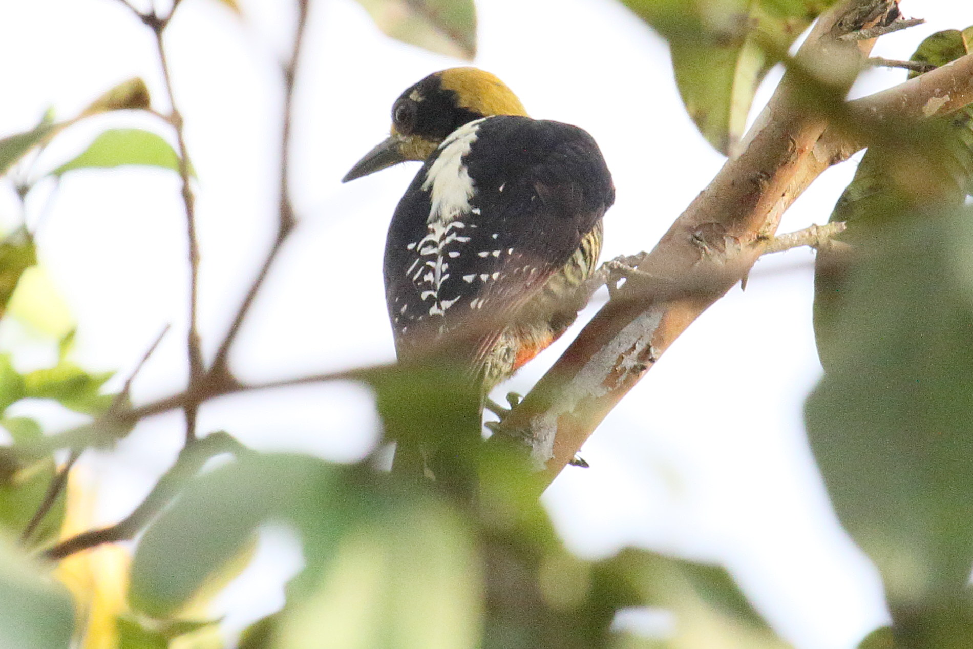 pic_masque_-_melanerpes_chrysochen4md