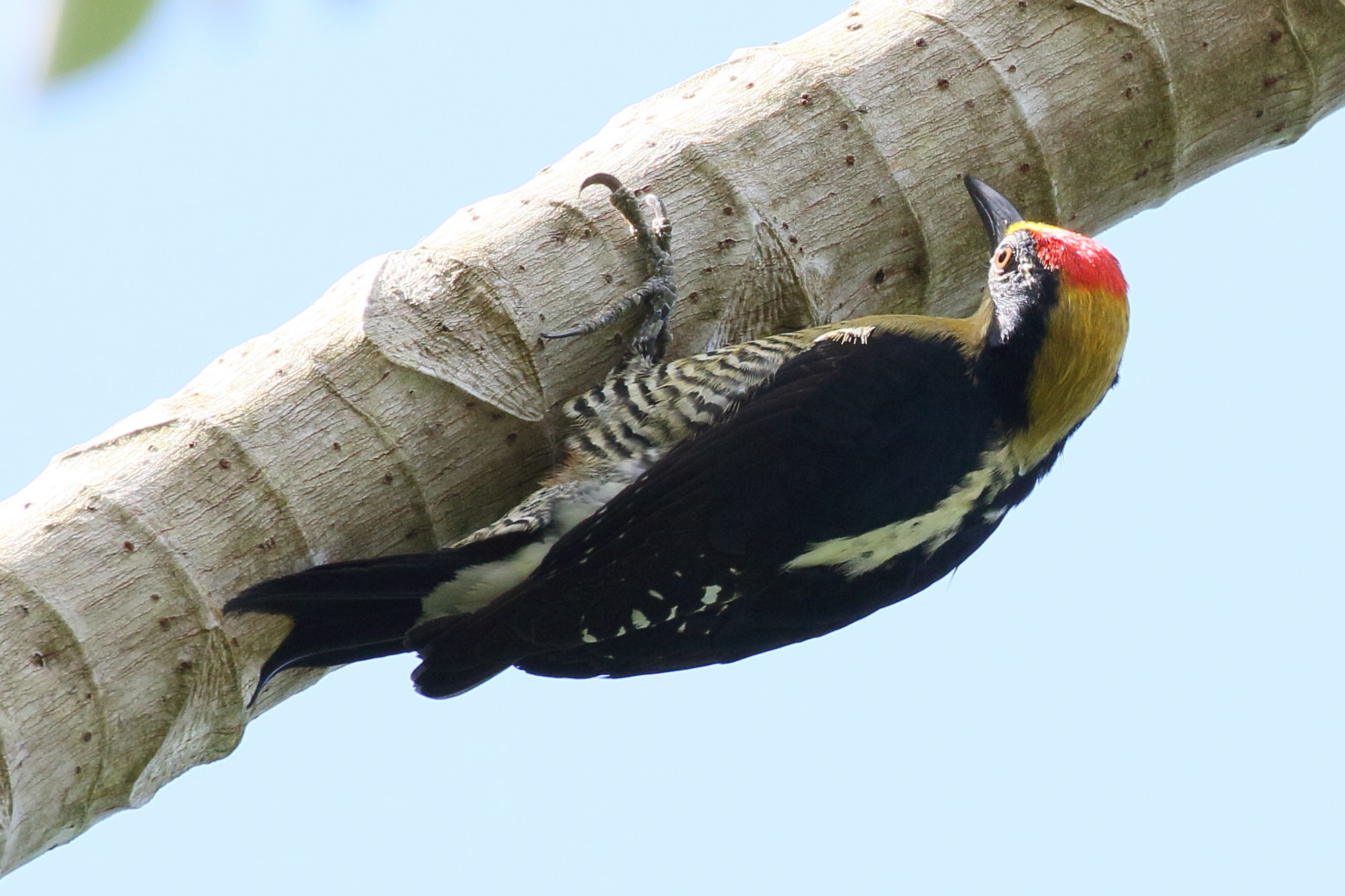 pic_masque_-_melanerpes_chrysochen5bd