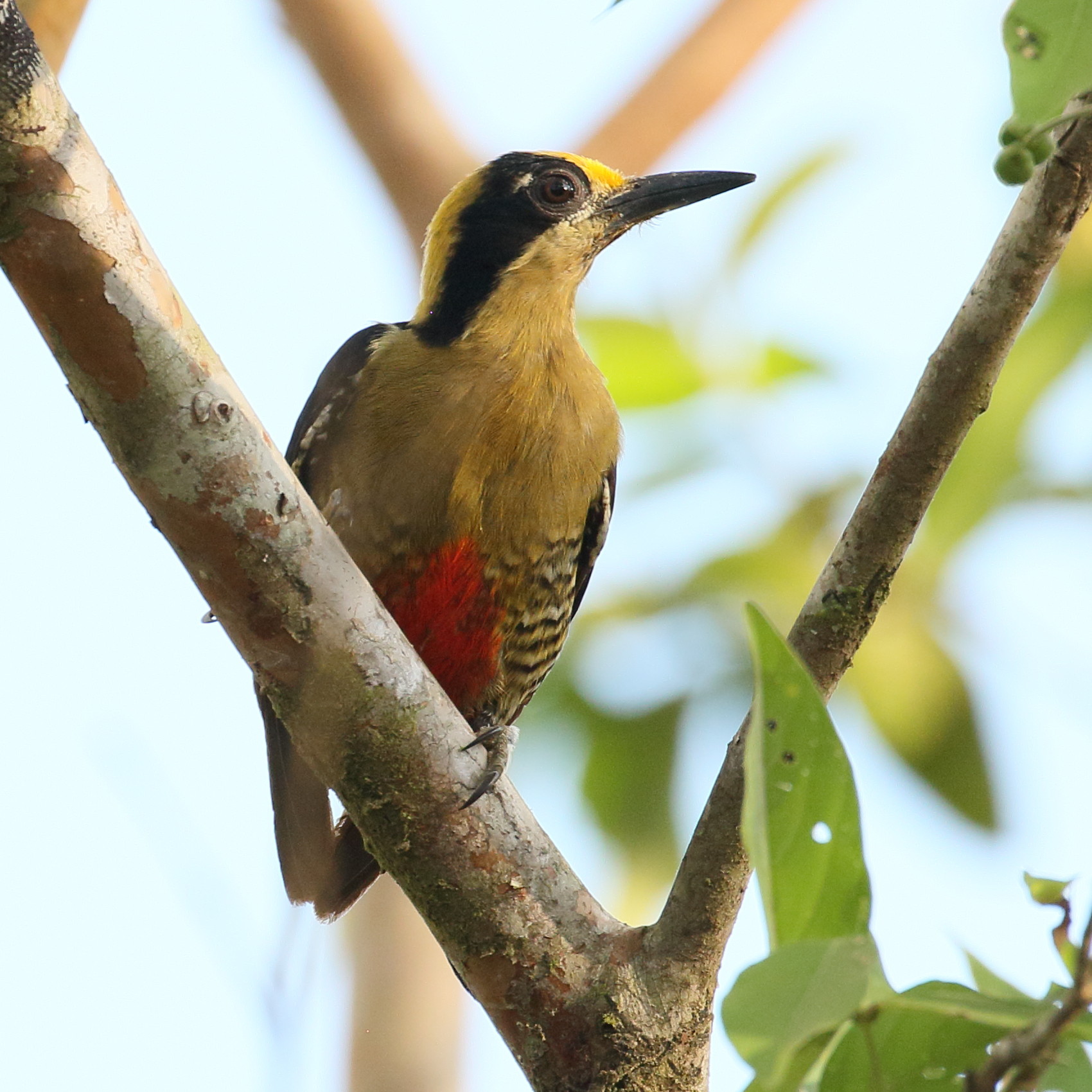 pic_masque_-_melanerpes_chrysochen6bd