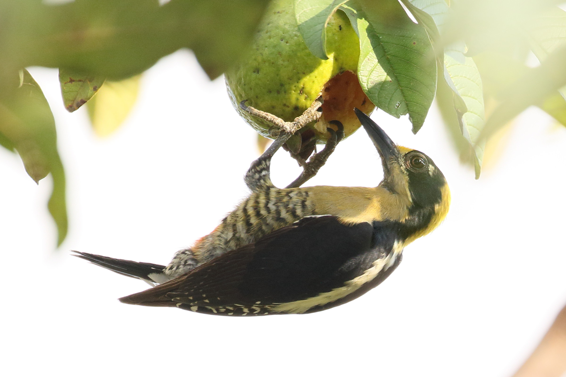 pic_masque_-_melanerpes_chrysochen7bd