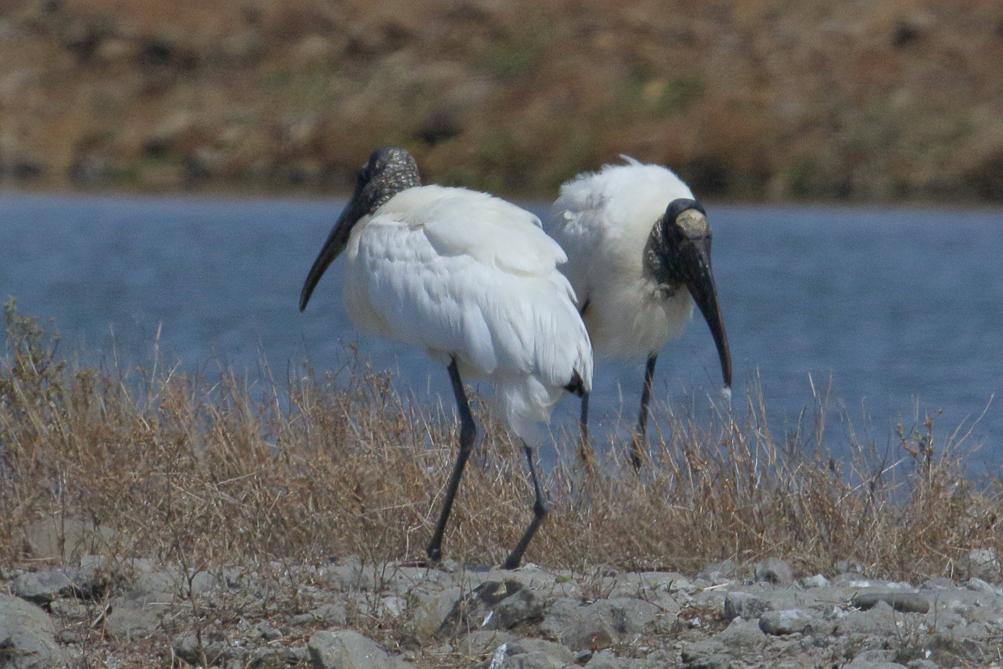 tantale_d-amerique_-_mycteria_americana6md