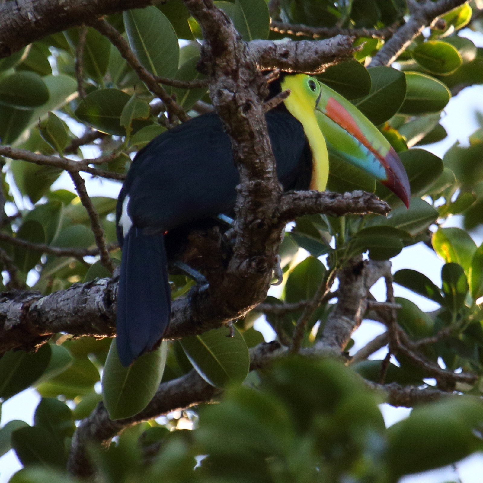 toucan_a_carene_-_ramphastos_sulfuratus3md