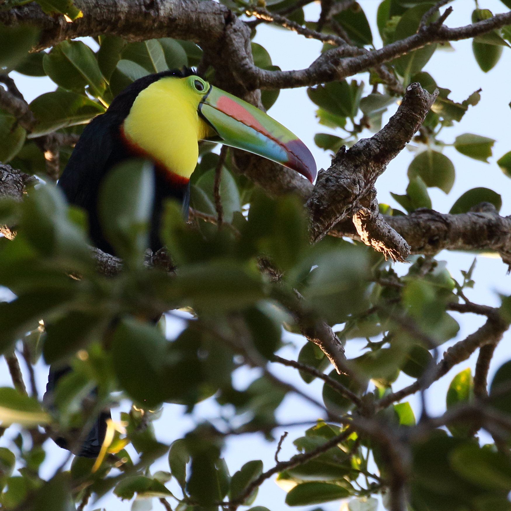 toucan_a_carene_-_ramphastos_sulfuratus4bd