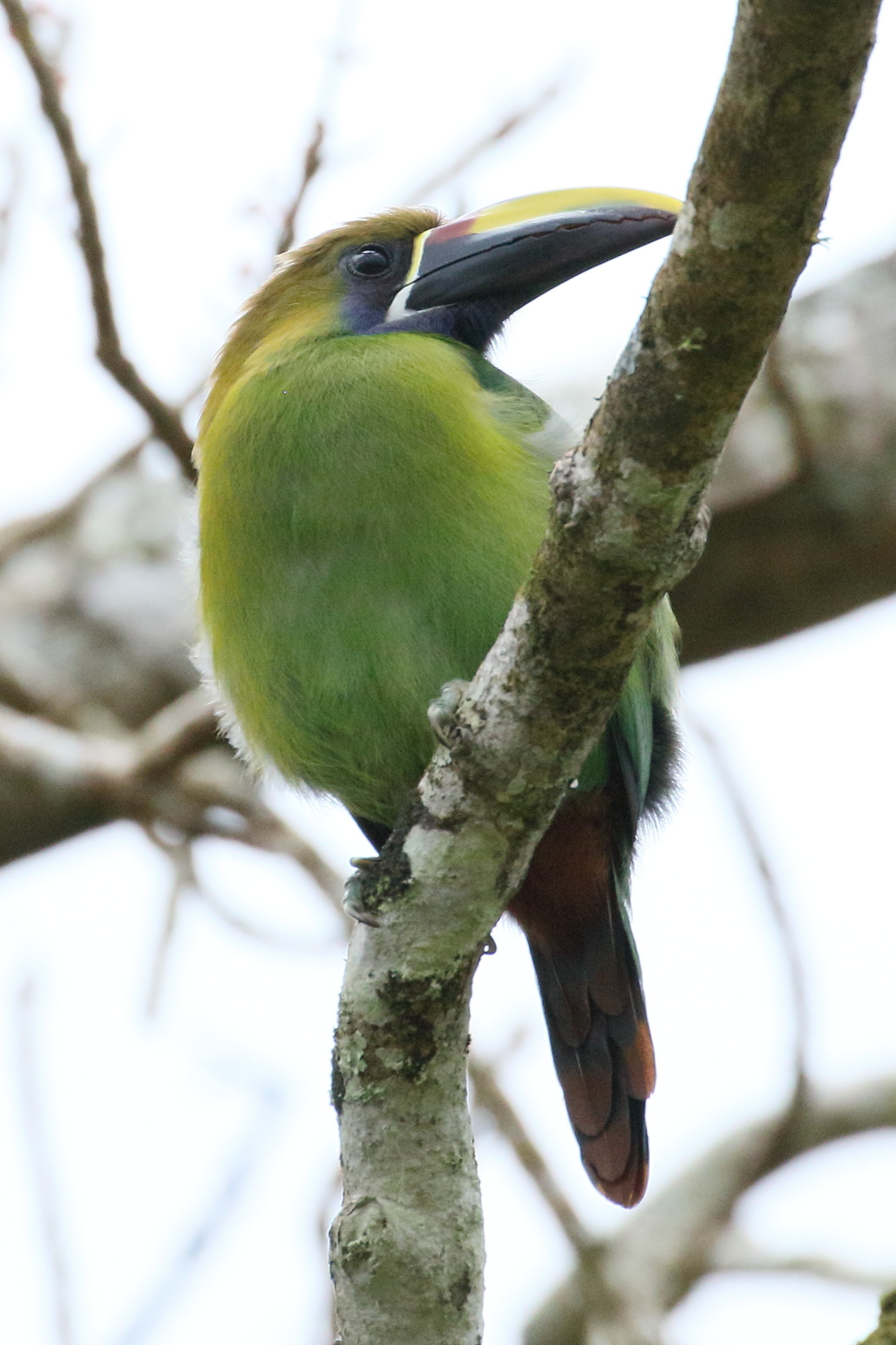 Afficher le média toucanet_a_gorge_bleue_-_aulacorhynchus_coeruleogularis5bd toucanet_a_gorge_bleue_-_aulacorhynchus_coeruleogularis5bd