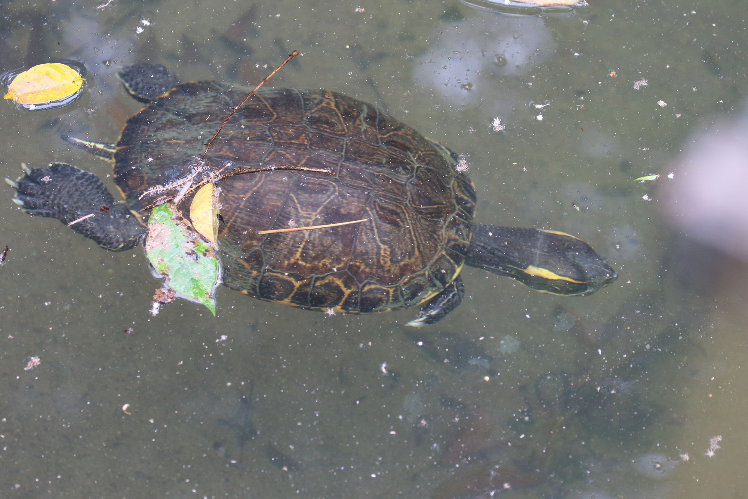 trachemys_venusta5bd