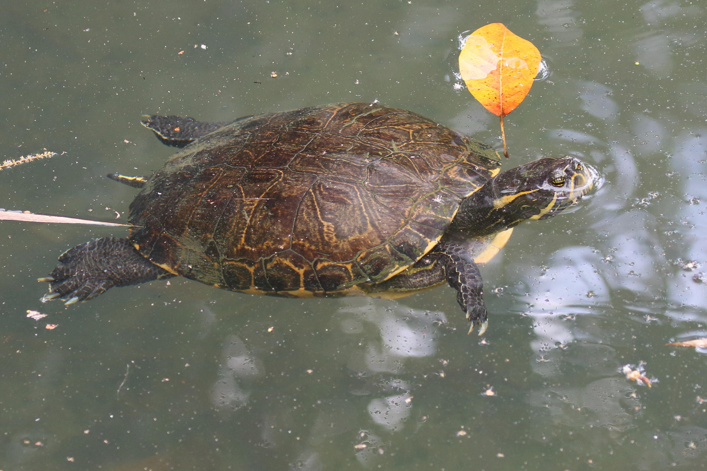 trachemys_venusta6bdjpg