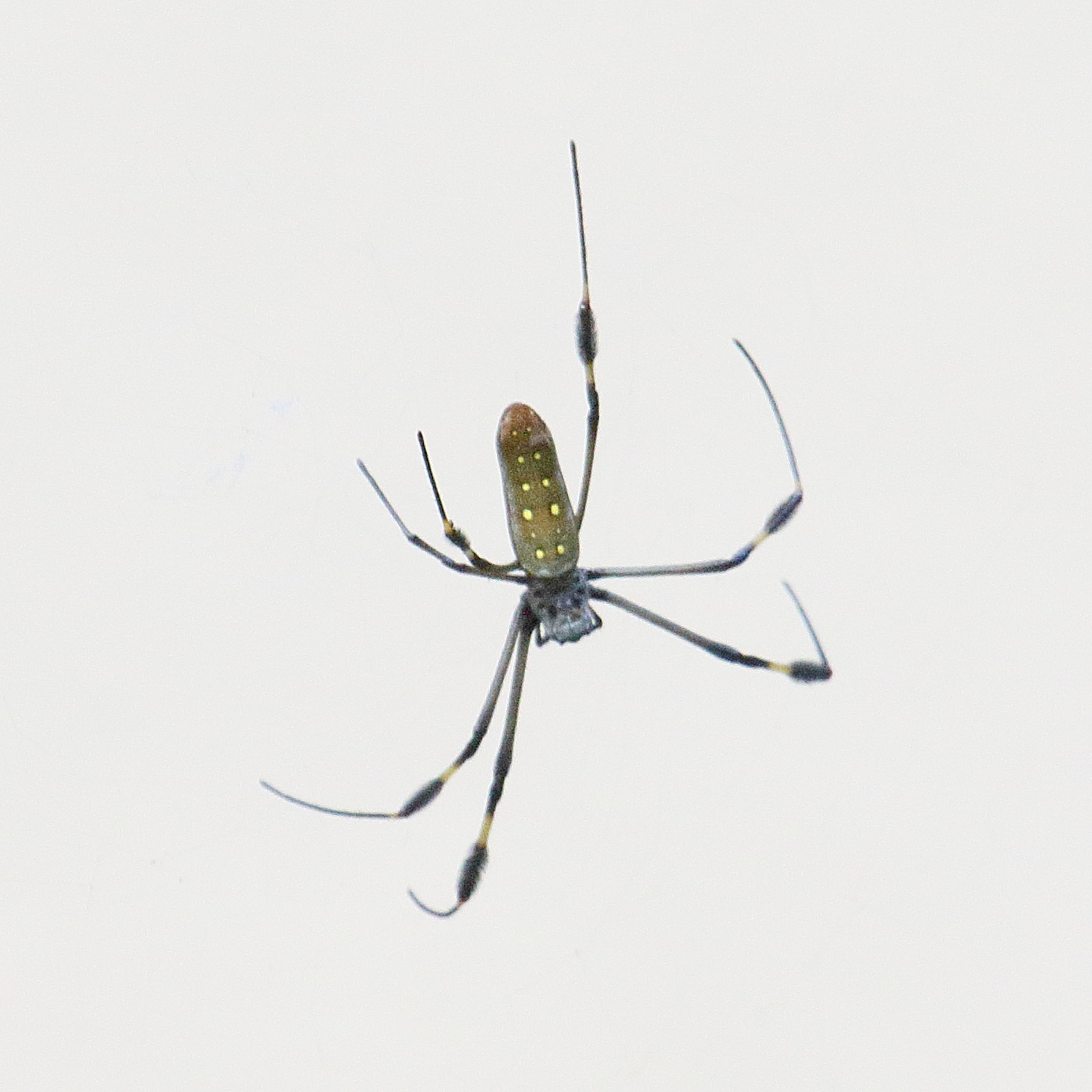 Afficher le média trichonephila_clavipes2md trichonephila_clavipes2md