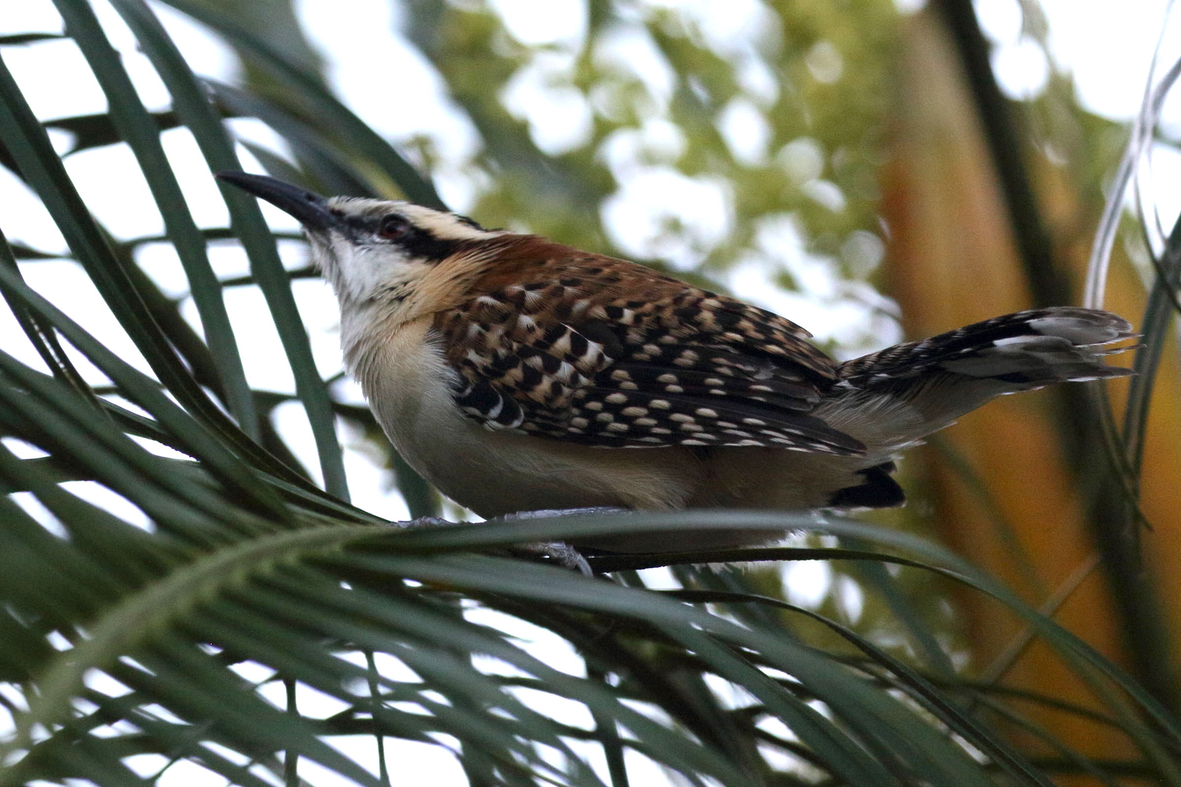 Afficher le média troglodyte_a_dos_roux_-_campylorhynchus_capistratus1bd troglodyte_a_dos_roux_-_campylorhynchus_capistratus1bd