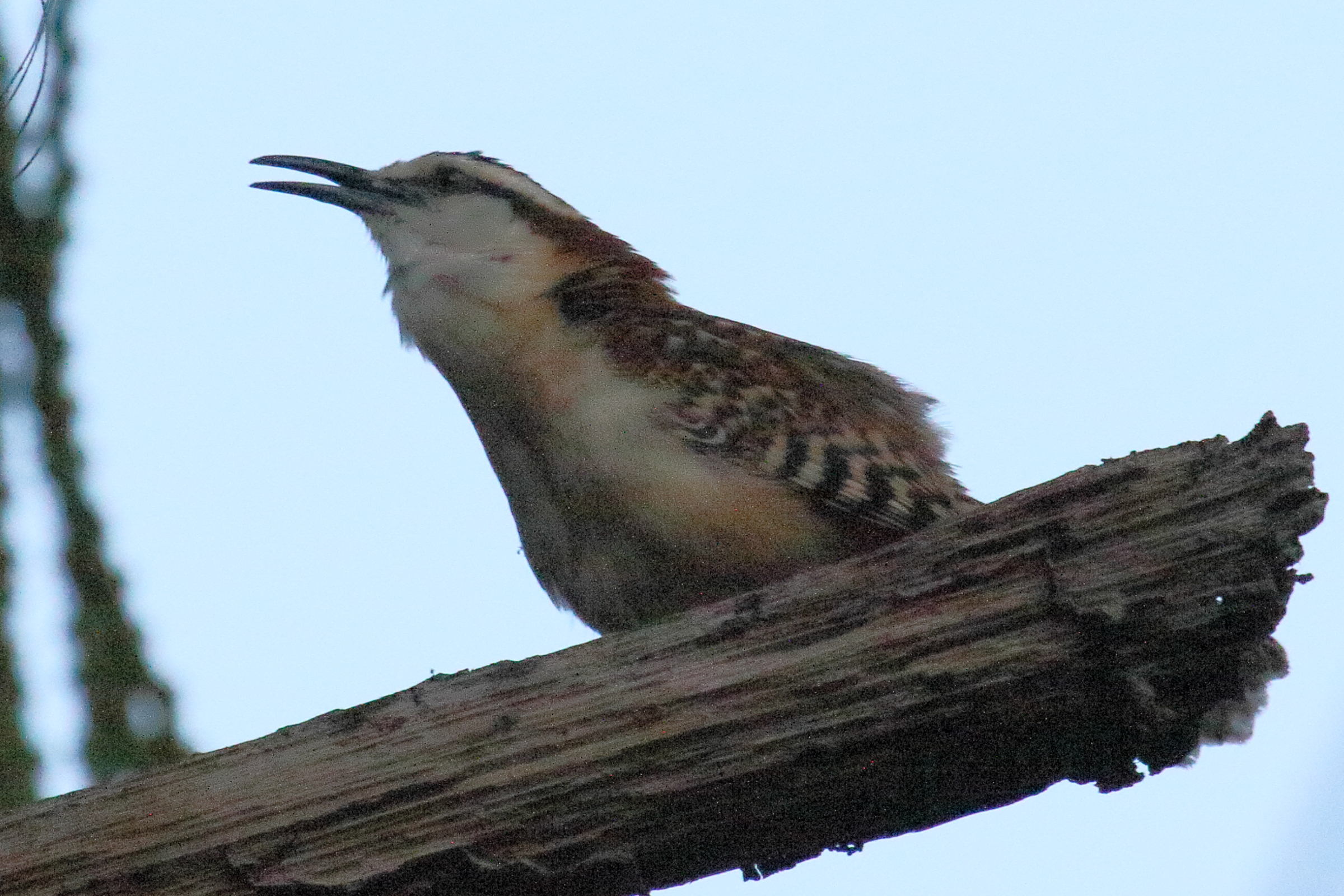 Afficher le média troglodyte_a_dos_roux_-_campylorhynchus_capistratus2md troglodyte_a_dos_roux_-_campylorhynchus_capistratus2md