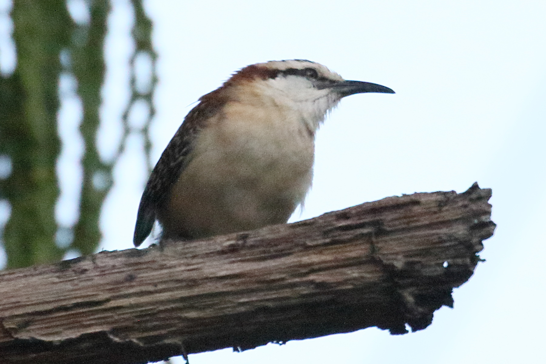 Afficher le média troglodyte_a_dos_roux_-_campylorhynchus_capistratus3bd troglodyte_a_dos_roux_-_campylorhynchus_capistratus3bd