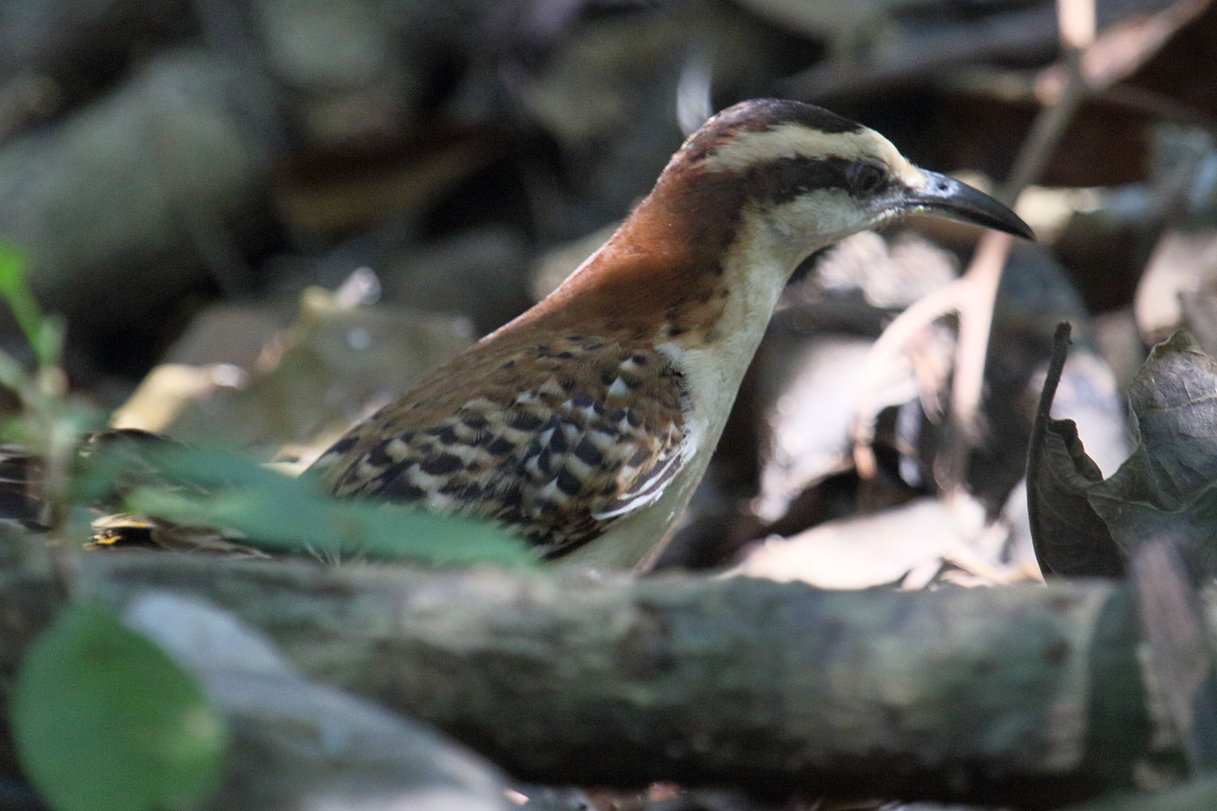 Afficher le média troglodyte_a_dos_roux_-_campylorhynchus_capistratus4md troglodyte_a_dos_roux_-_campylorhynchus_capistratus4md