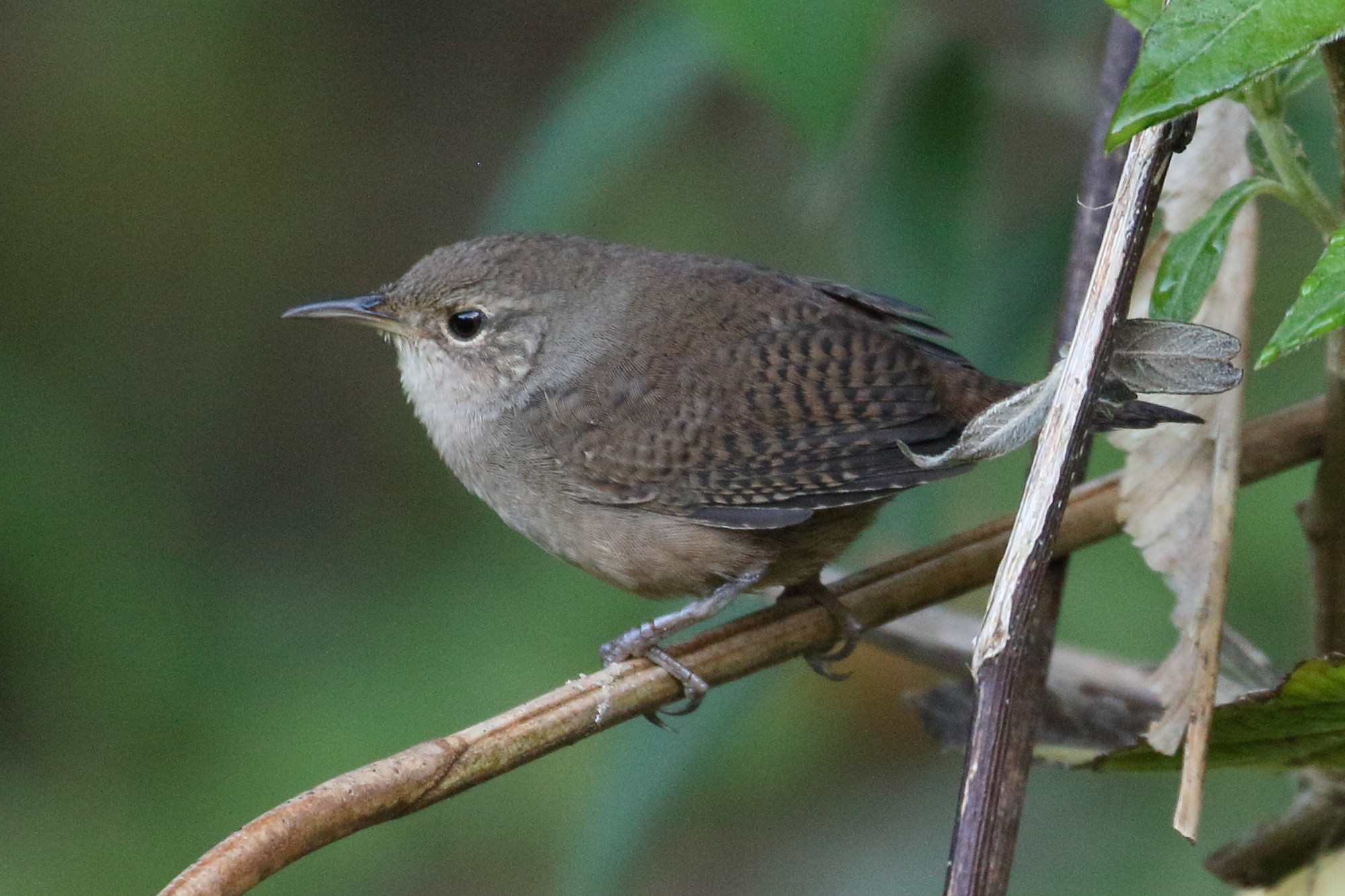 troglodyte_familier_-_troglodytes_aedon2bd