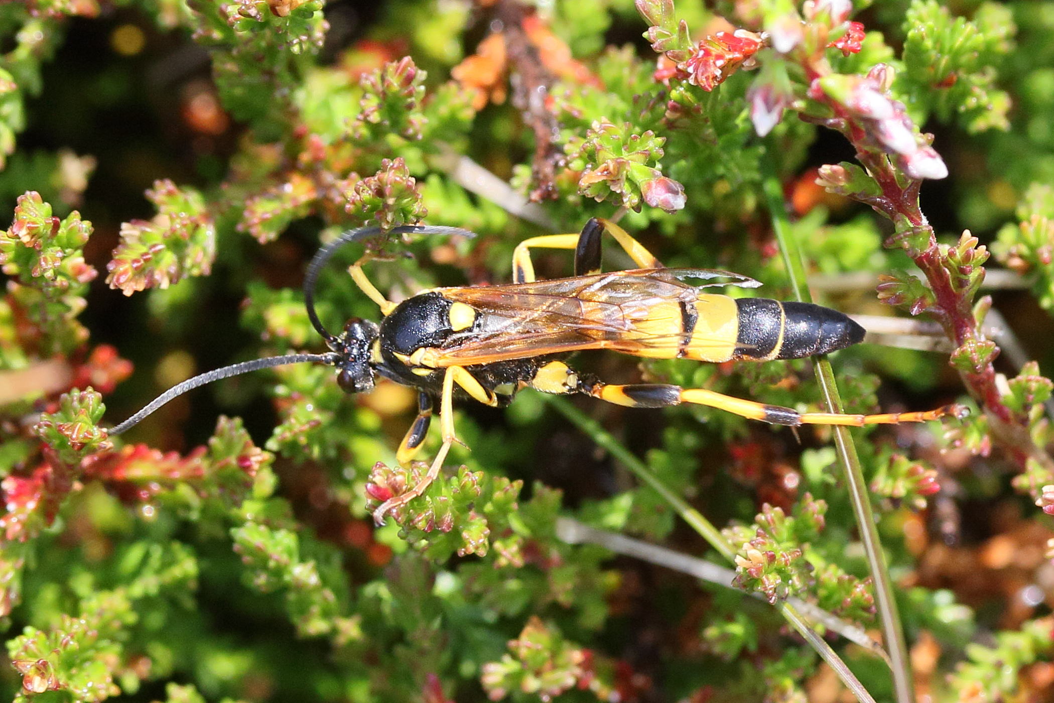 amblyteles_armatorius1md