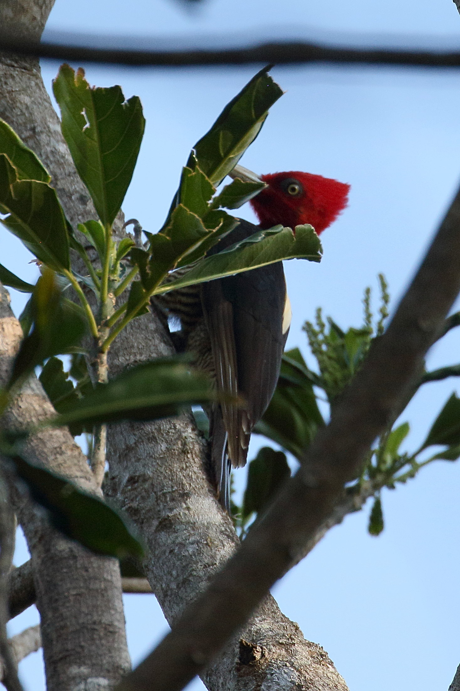pic_a_bec_clair_-_campephilus_guatemalensis1bd