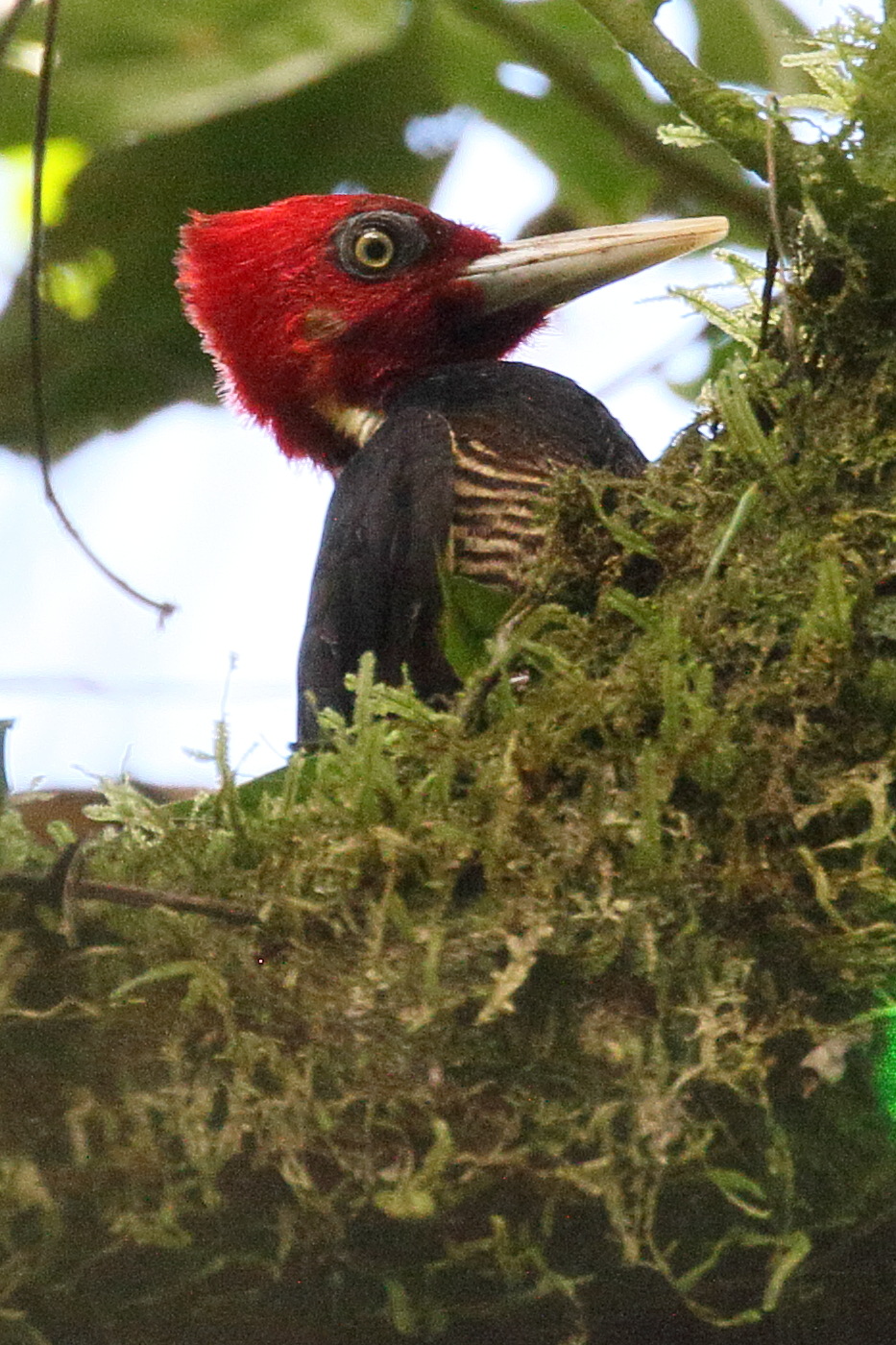 pic_a_bec_clair_-_campephilus_guatemalensis2bd