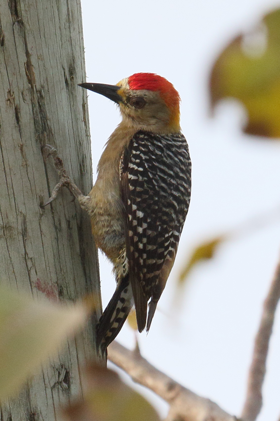 pic_a_couronne_rouge_-_melanerpes_rubricapillus1md