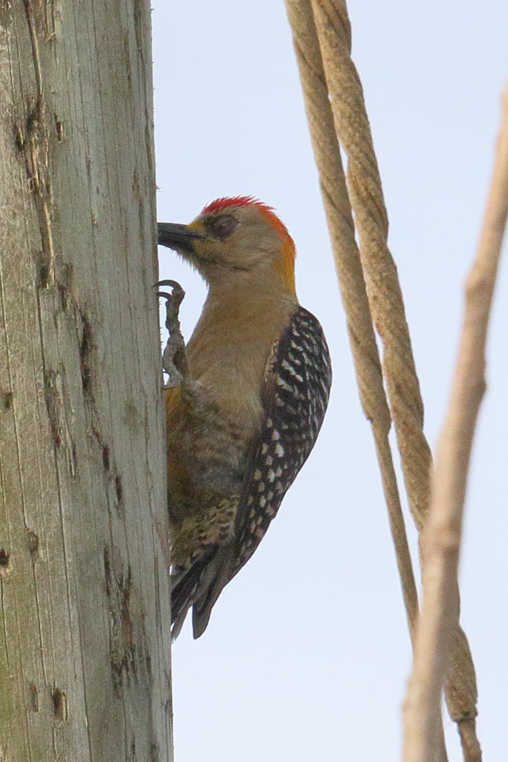 pic_a_couronne_rouge_-_melanerpes_rubricapillus2md