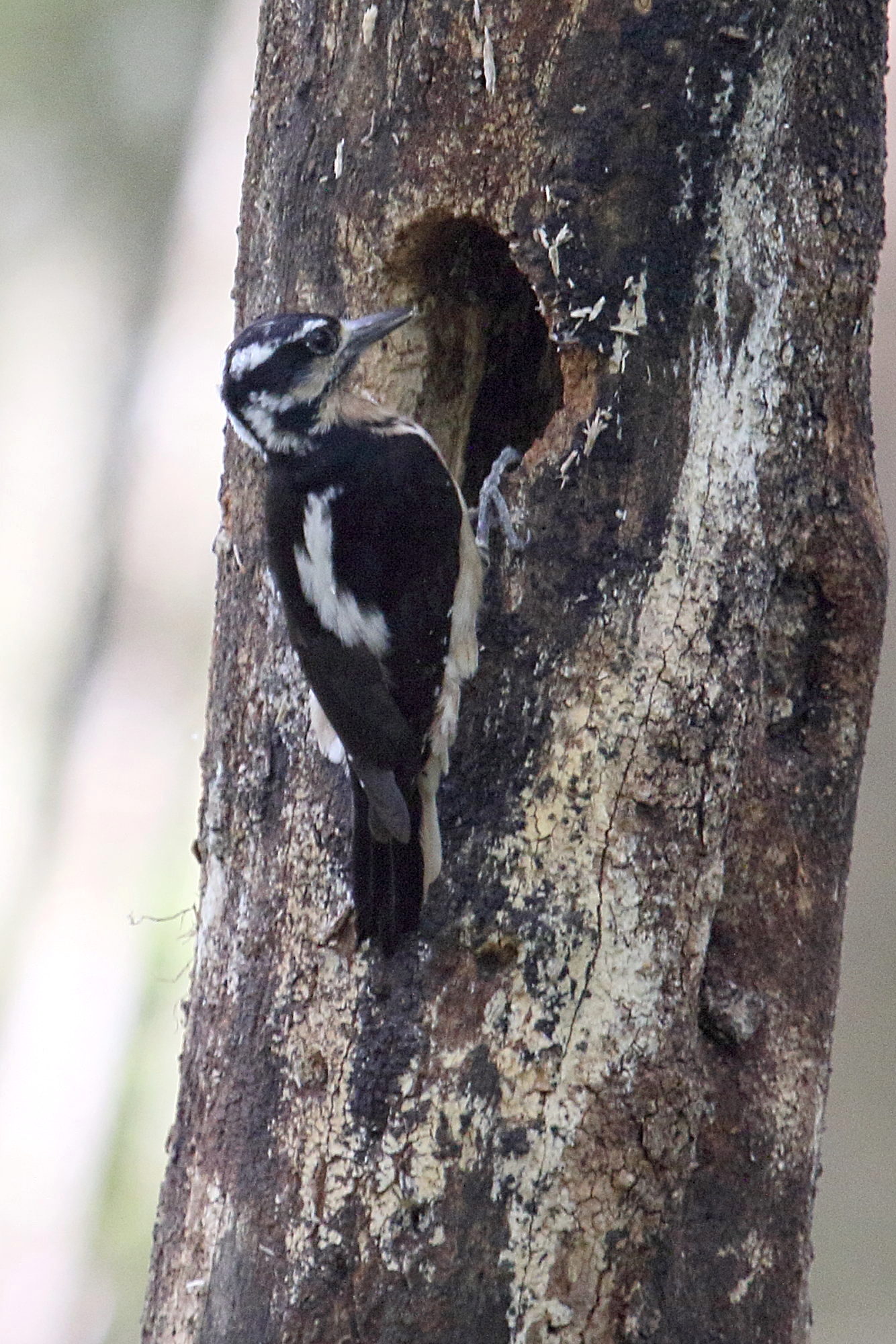 pic_chevelu_-_leuconotopicus_villosus1md