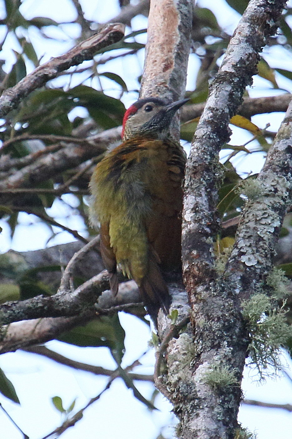 pic_or-olive_-_colaptes_rubiginosus2md