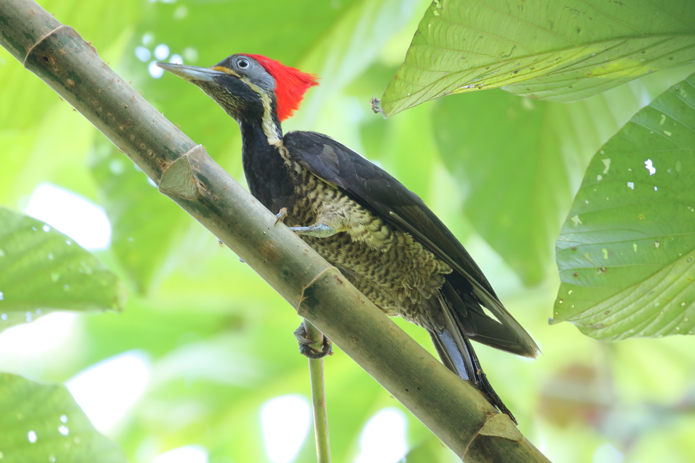 pic_ouentou_-_dryocopus_lineatus2bd