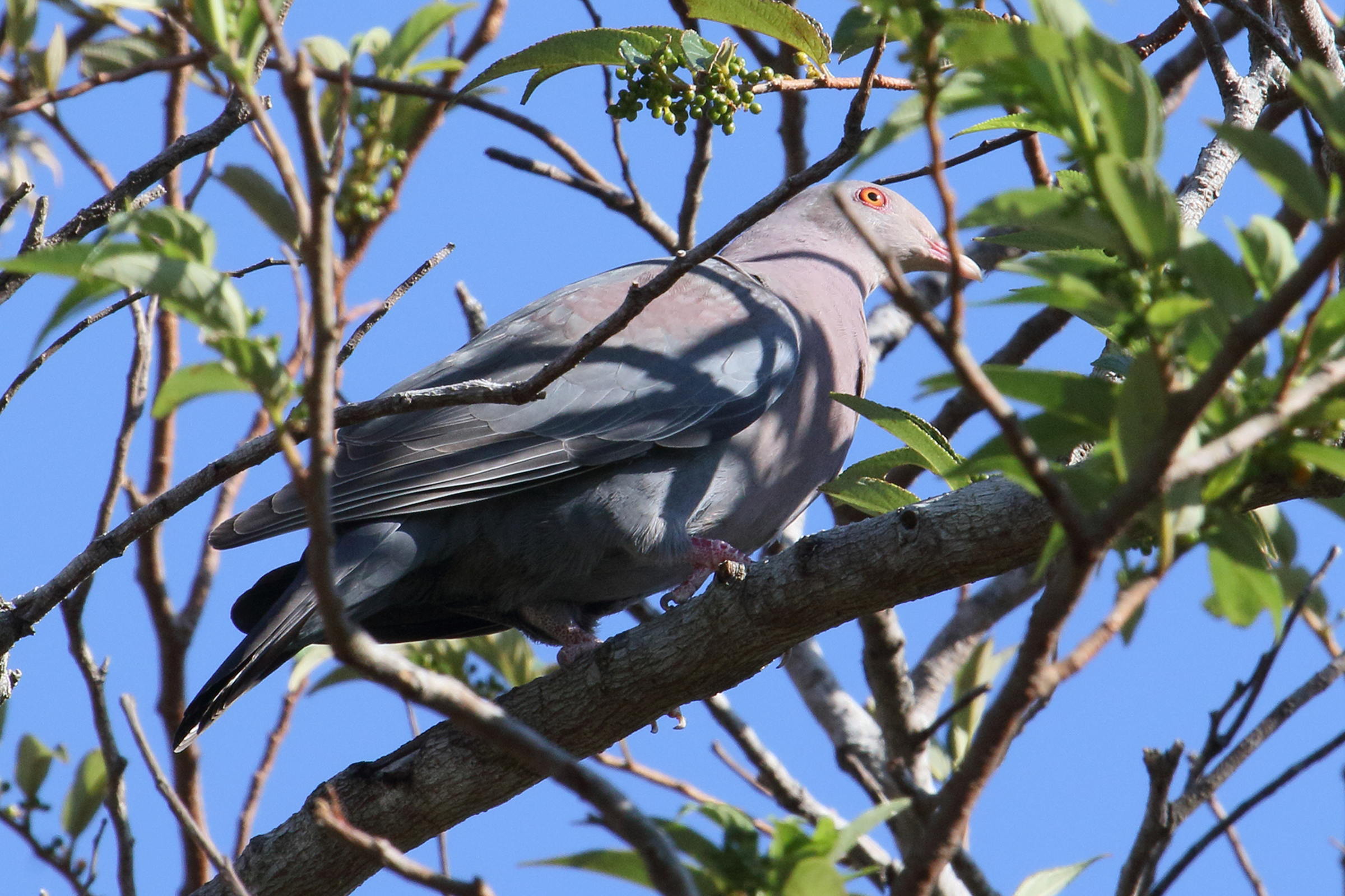 pigeon_a_bec_rouge_-_patagioenas_flavirostris3md