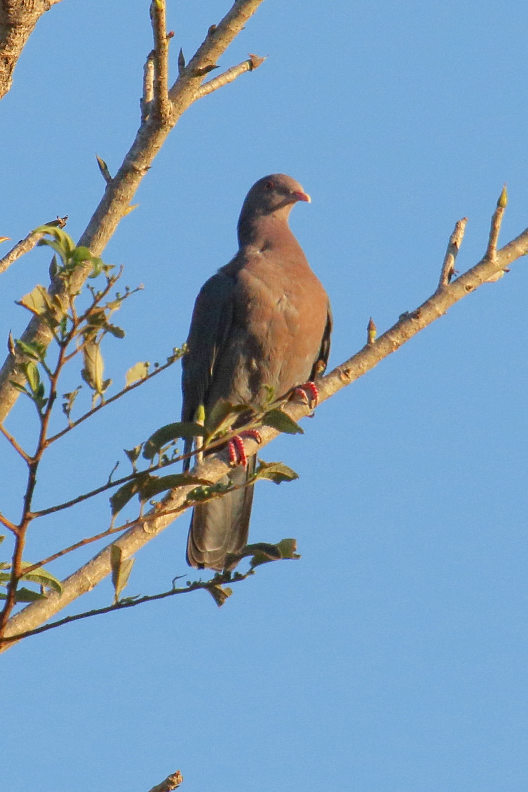 pigeon_a_bec_rouge_-_patagioenas_flavirostris4md