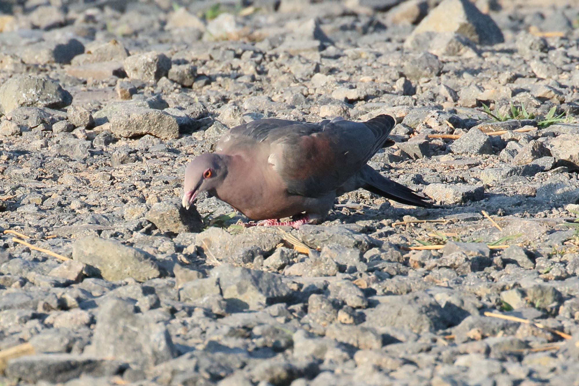 pigeon_a_bec_rouge_-_patagioenas_flavirostris5bd