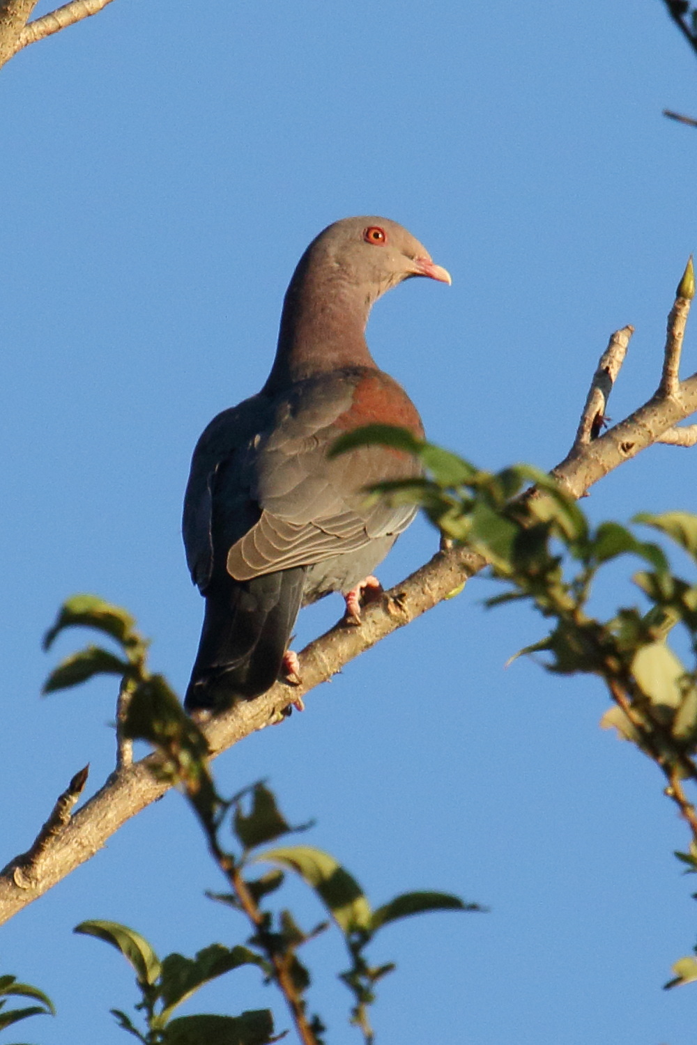 pigeon_a_bec_rouge_-_patagioenas_flavirostris5md