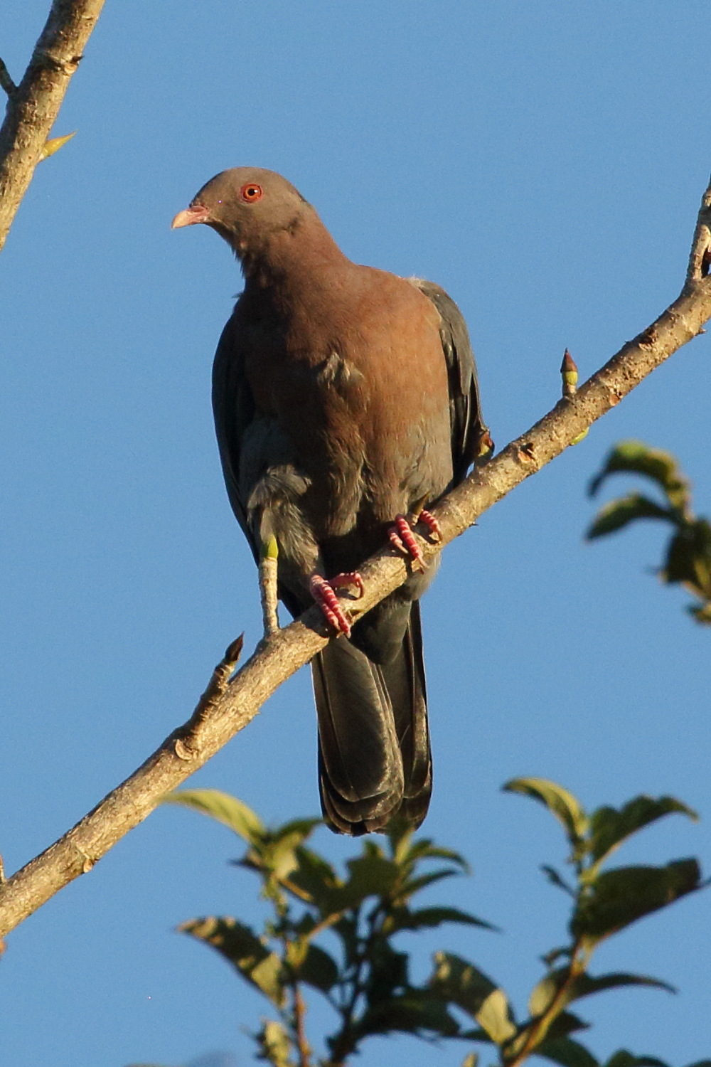 pigeon_a_bec_rouge_-_patagioenas_flavirostris6bd