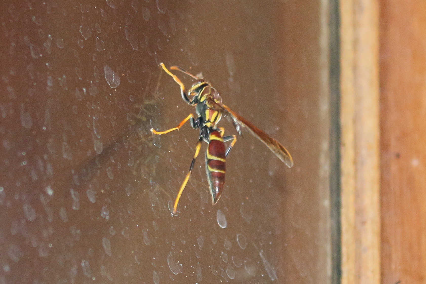 polistes_instabilis1bd