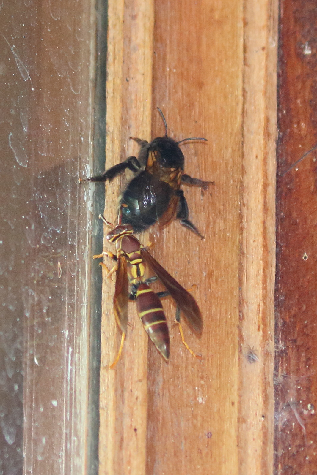 polistes_instabilis2bd