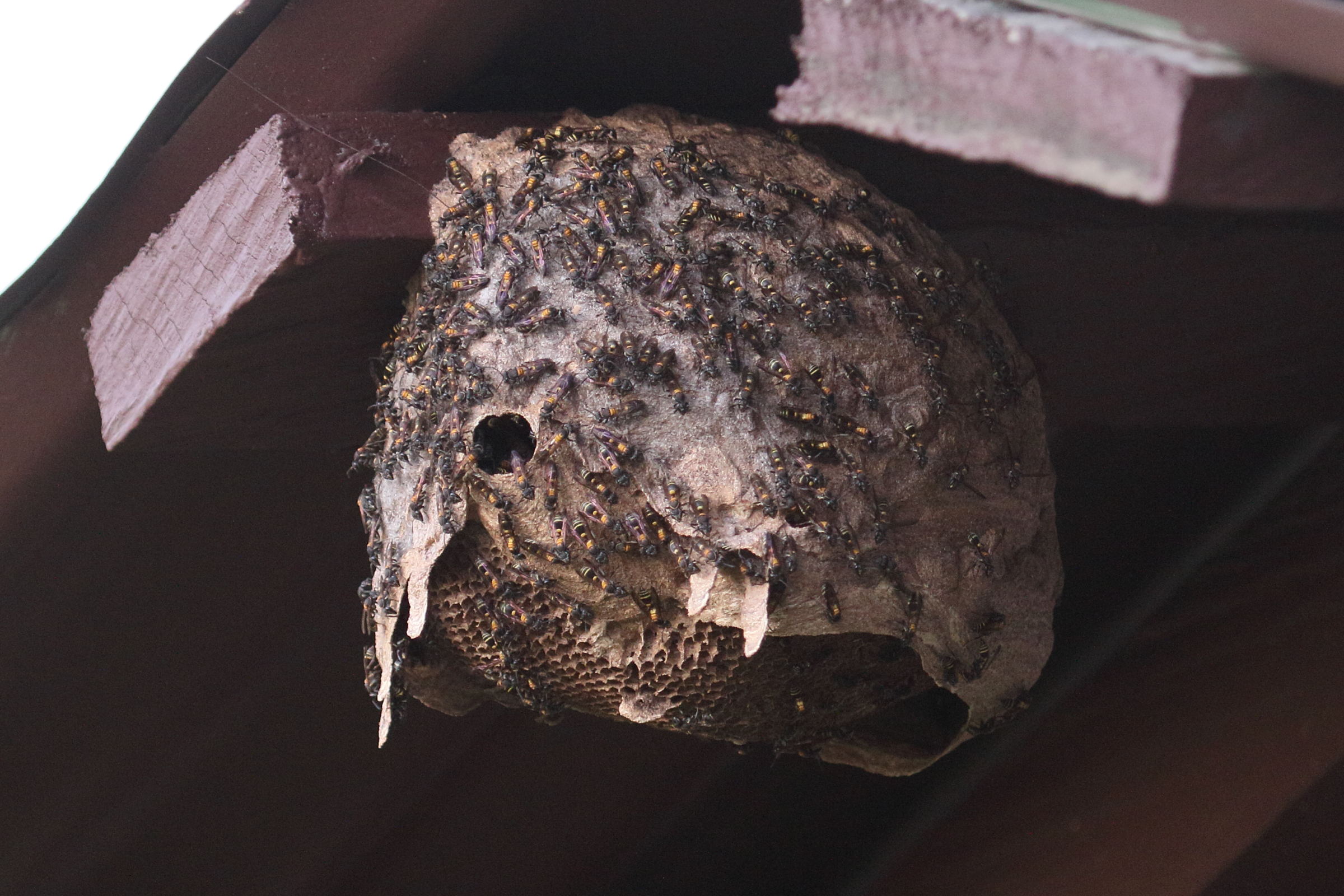 polybia_occidentalis1md