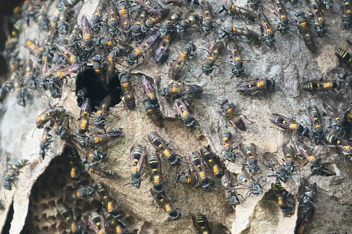 polybia_occidentalis2bd