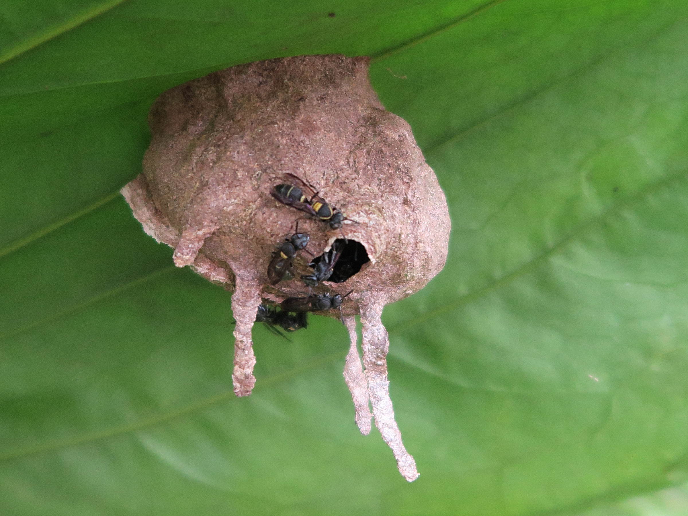 polybia_occidentalis3md