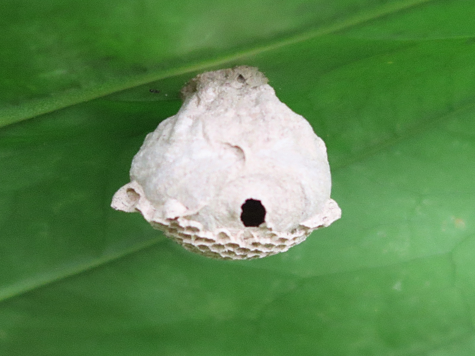 polybia_occidentalis4md