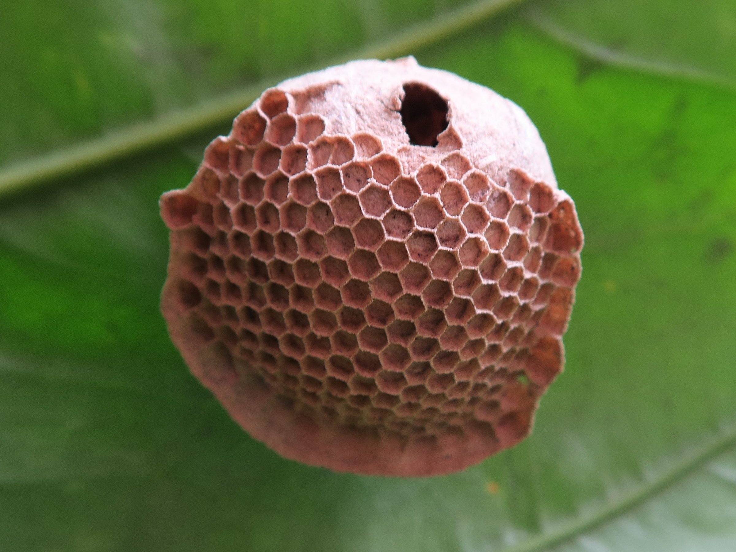 polybia_occidentalis5md