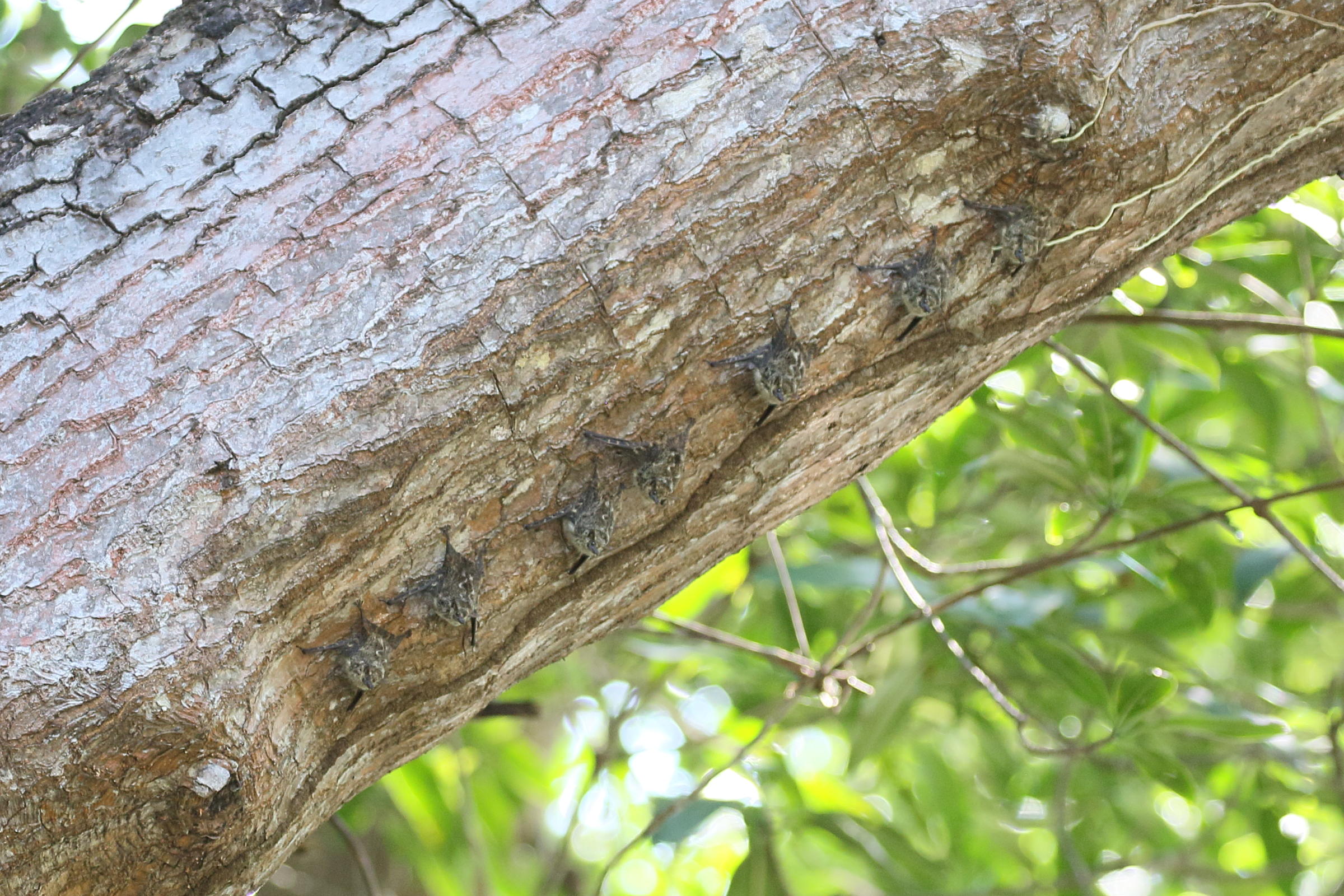 rhynchonycteris_naso5bd