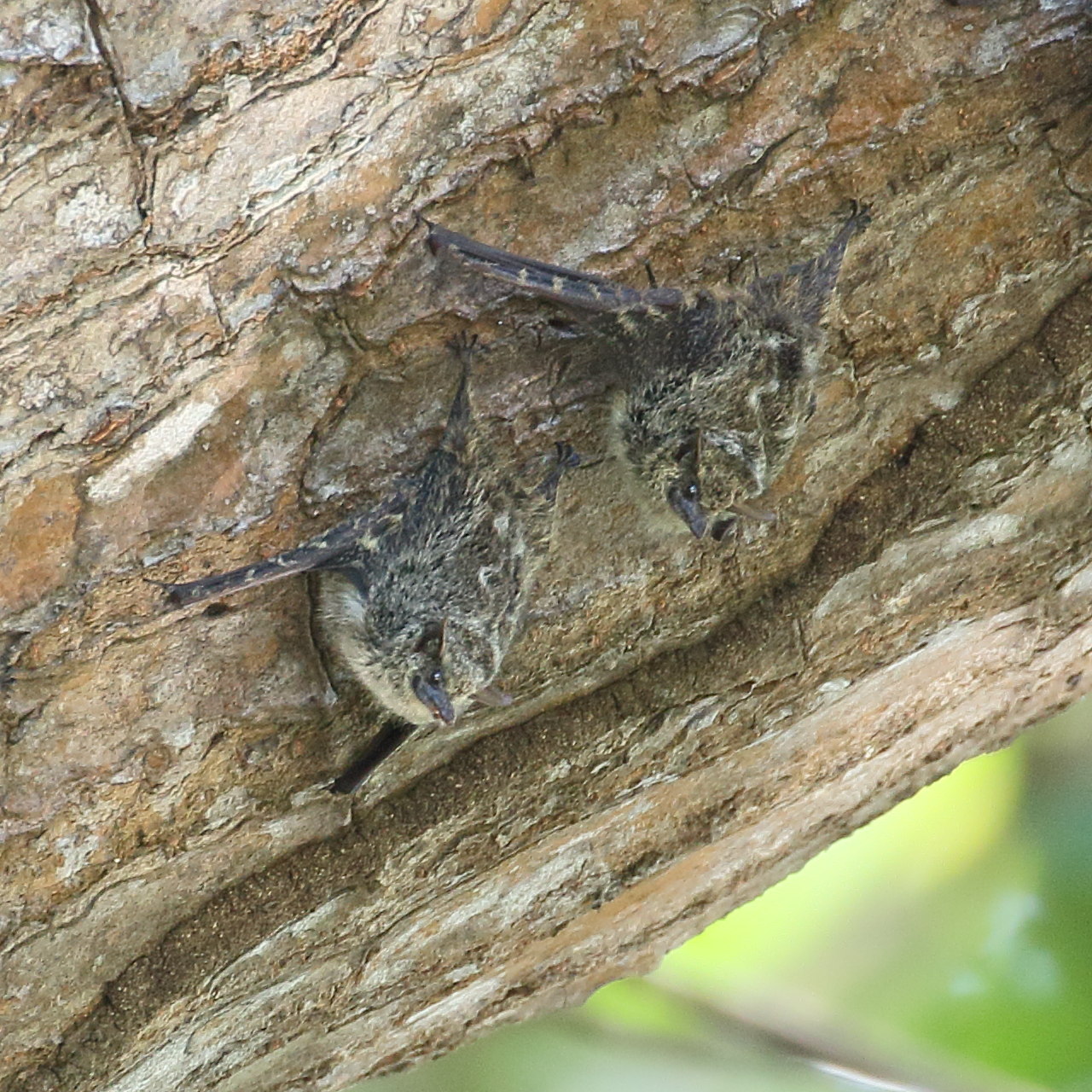 rhynchonycteris_naso6bd