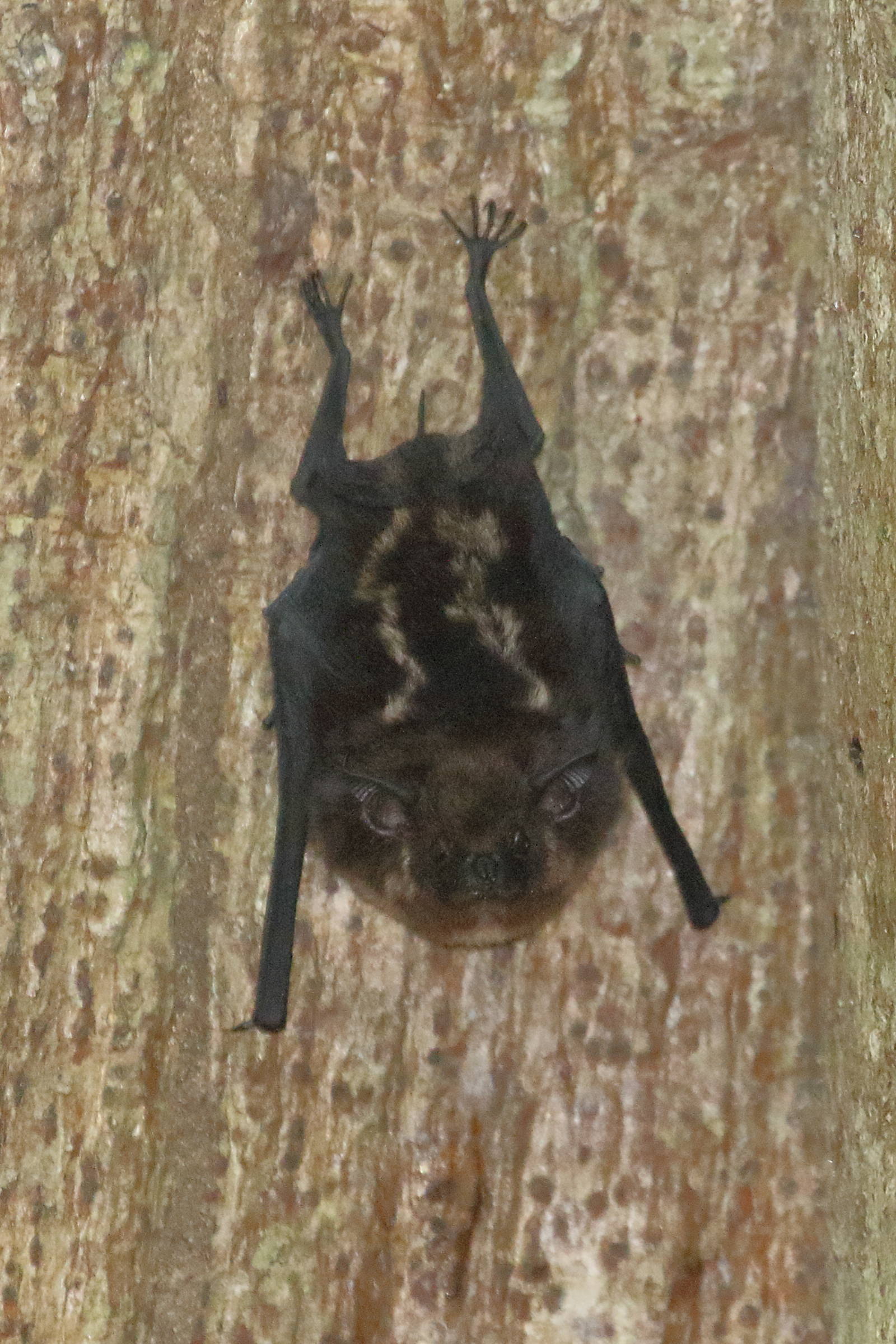 rhynchonycteris_naso7bd