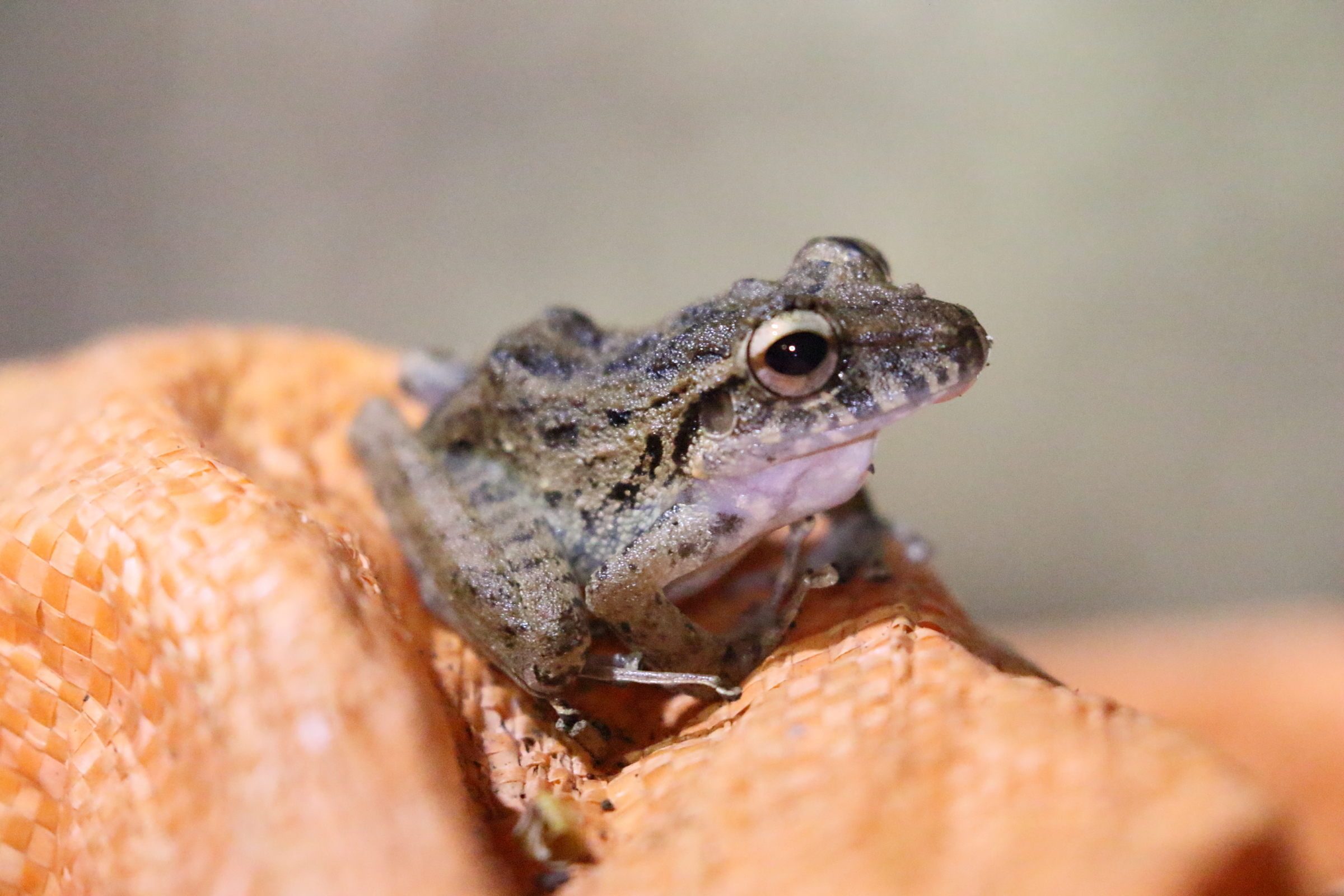 pristimantus_cruentus2bd