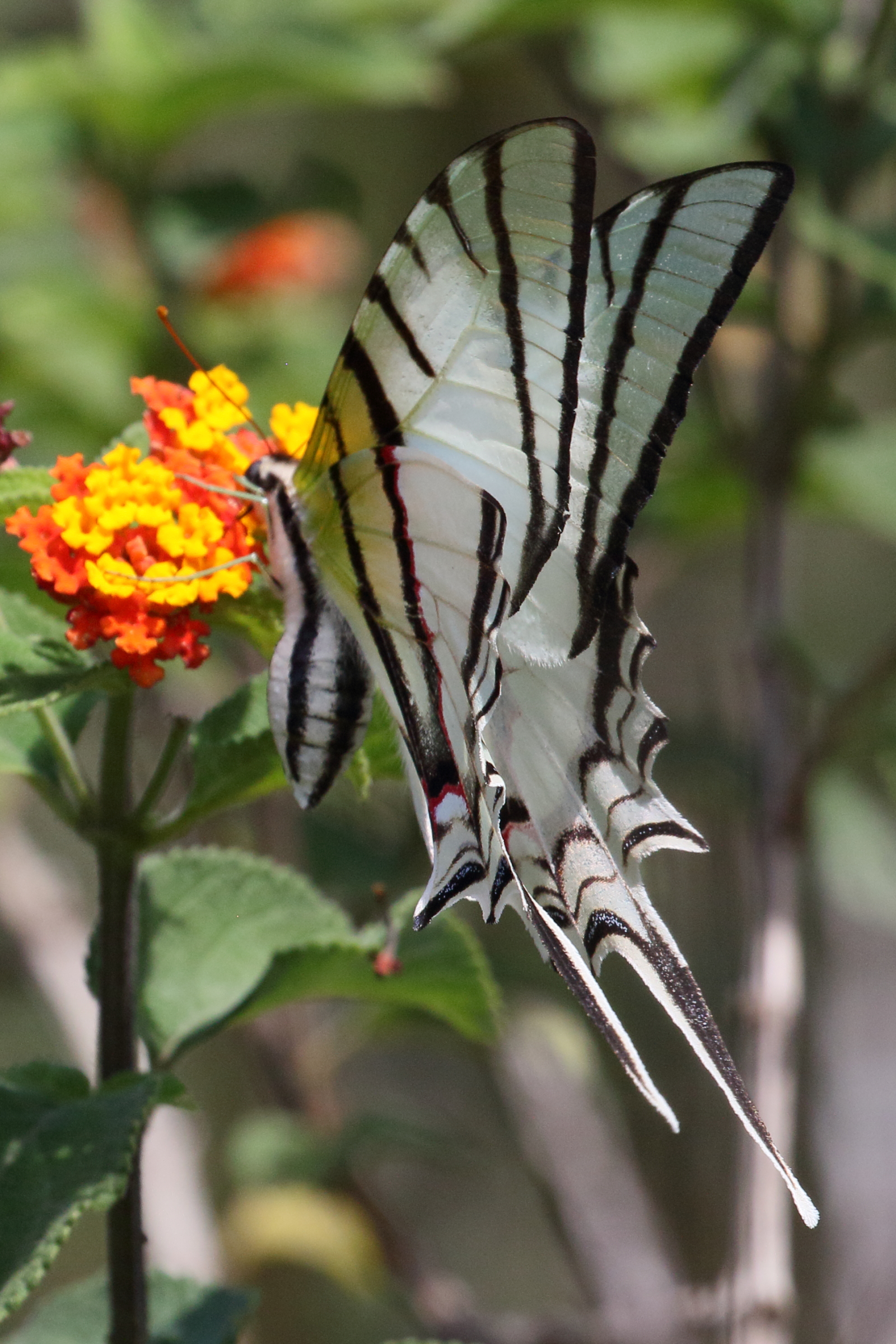 protesilaus_macrosilaus_macrosilaus1bd