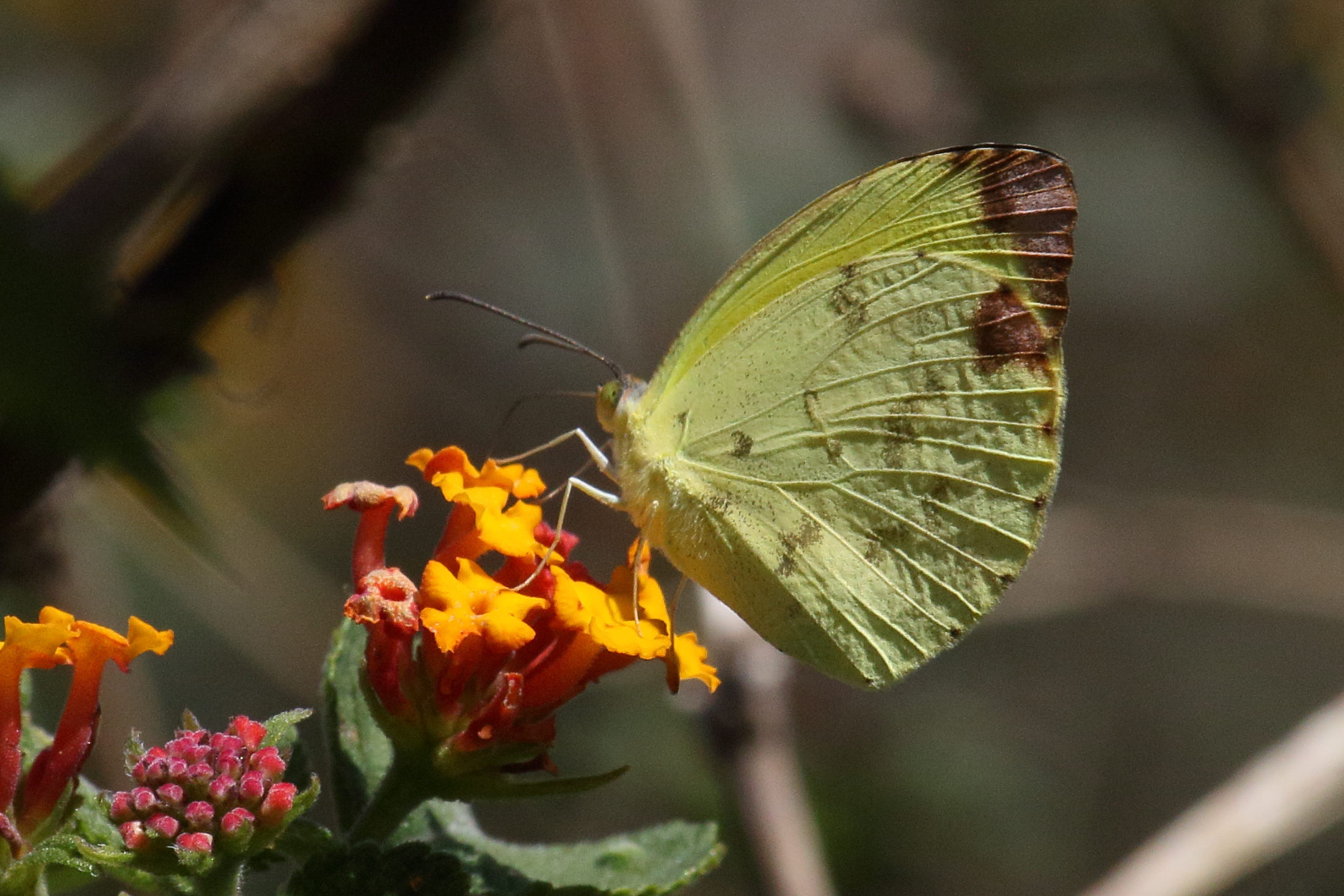 pyrisitia_dina_westwoodi1md