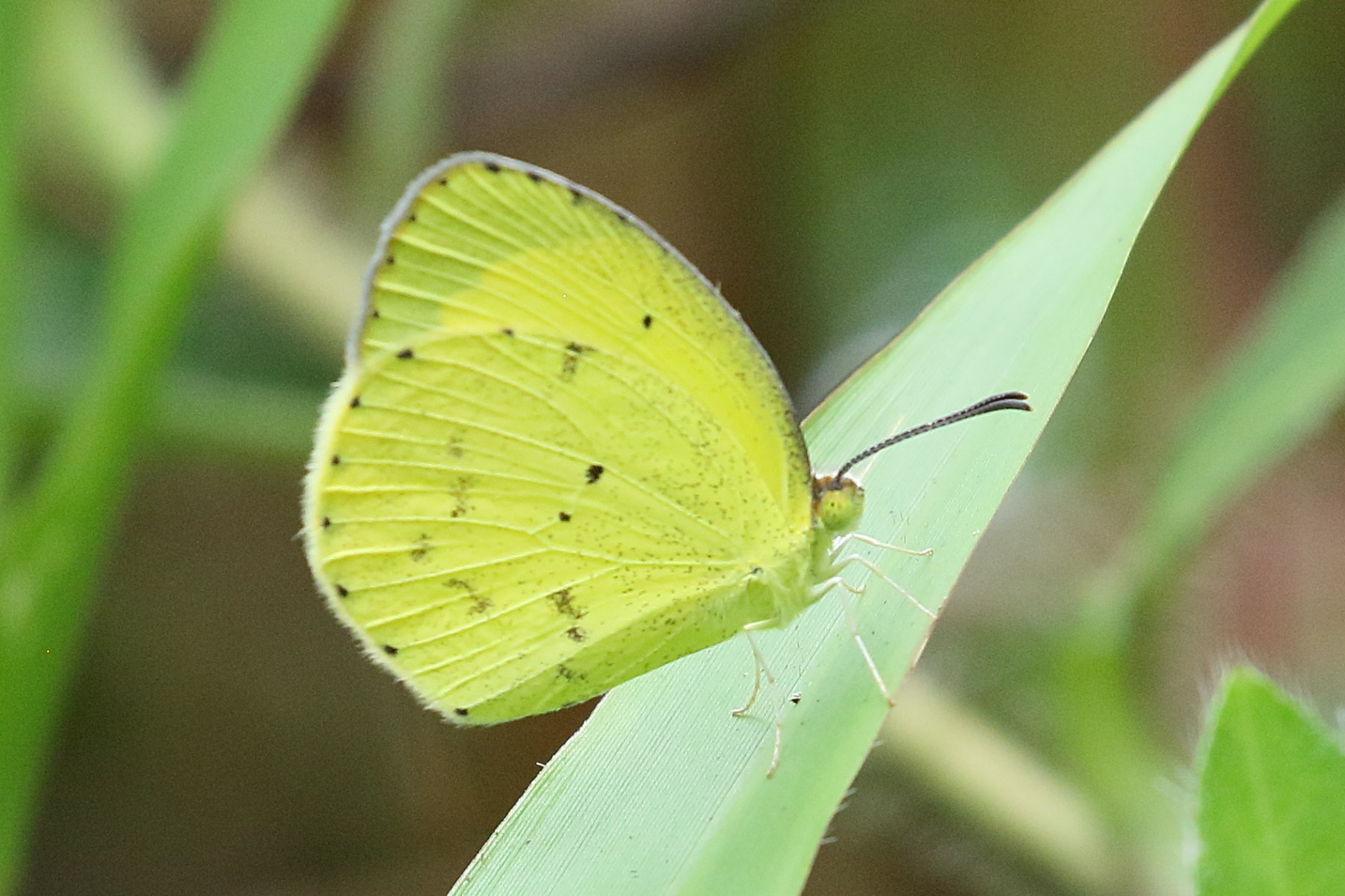 pyrisitia_lisa_centralis1bd