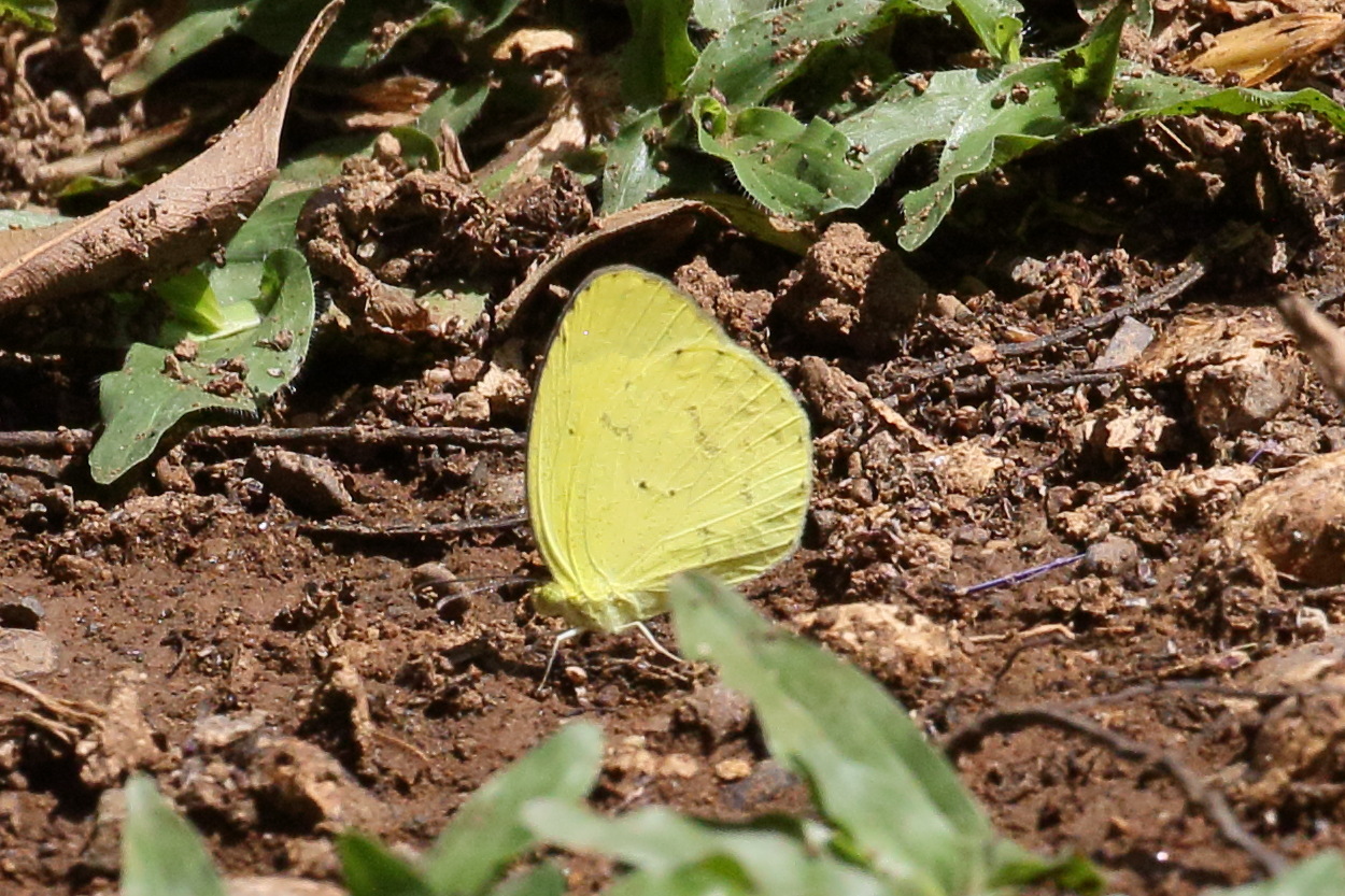 pyrisitia_lisa_centralis2bd