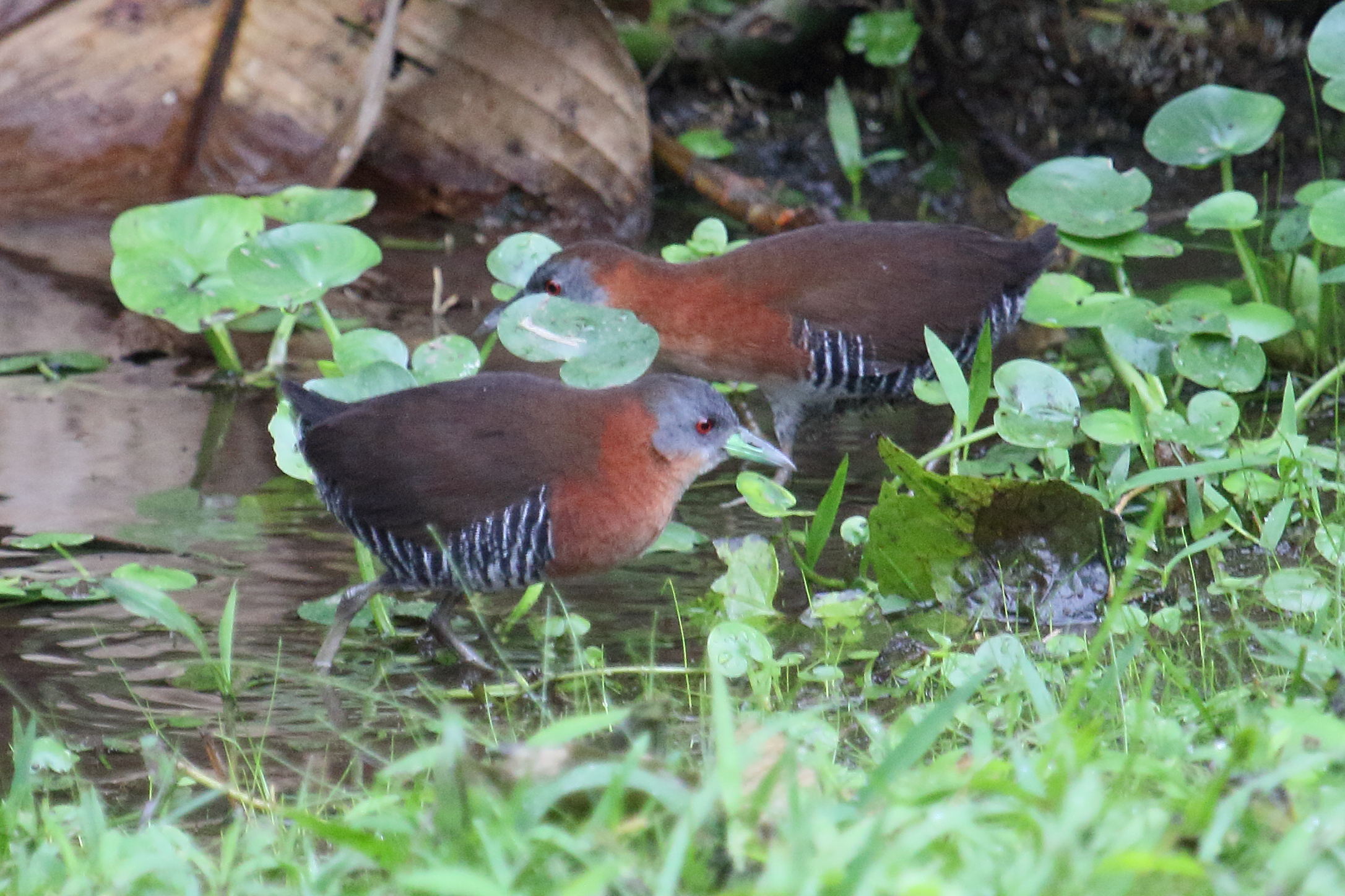 rale_a_menton_blanc_-_laterallus_albigularis1md