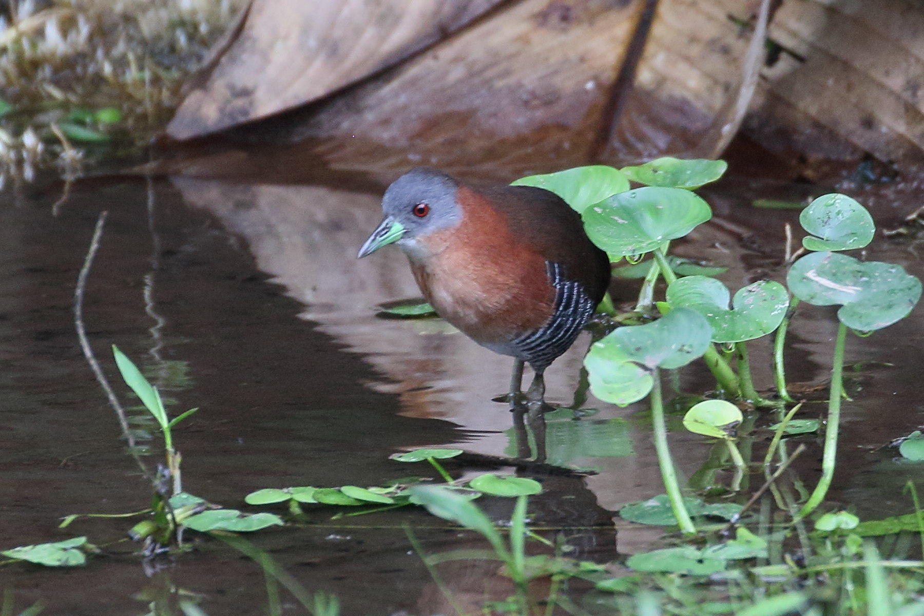 rale_a_menton_blanc_-_laterallus_albigularis2bd