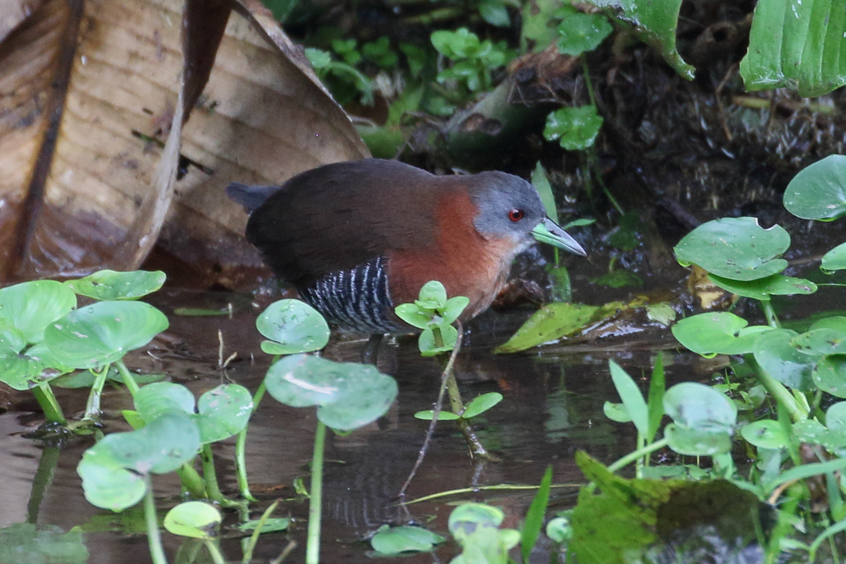 rale_a_menton_blanc_-_laterallus_albigularis3bd