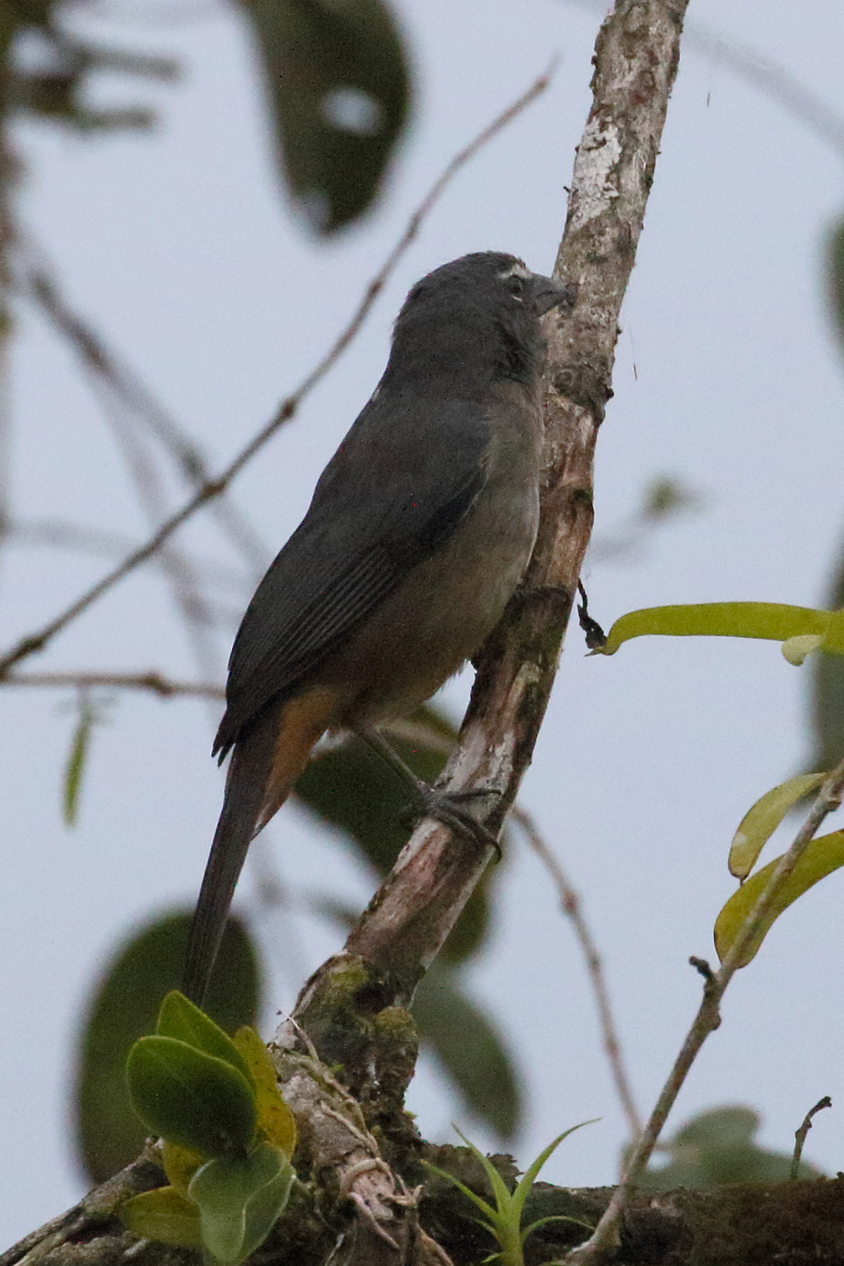 saltator_gris_-_saltator_coerulescens4bd