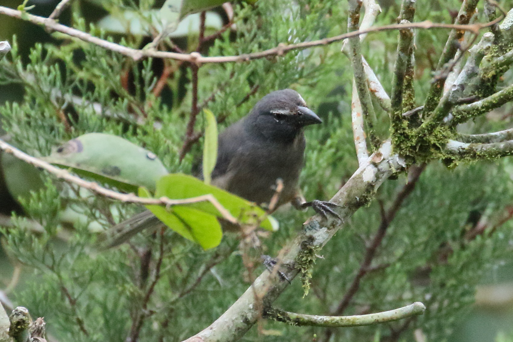 saltator_gris_-_saltator_coerulescens5bd